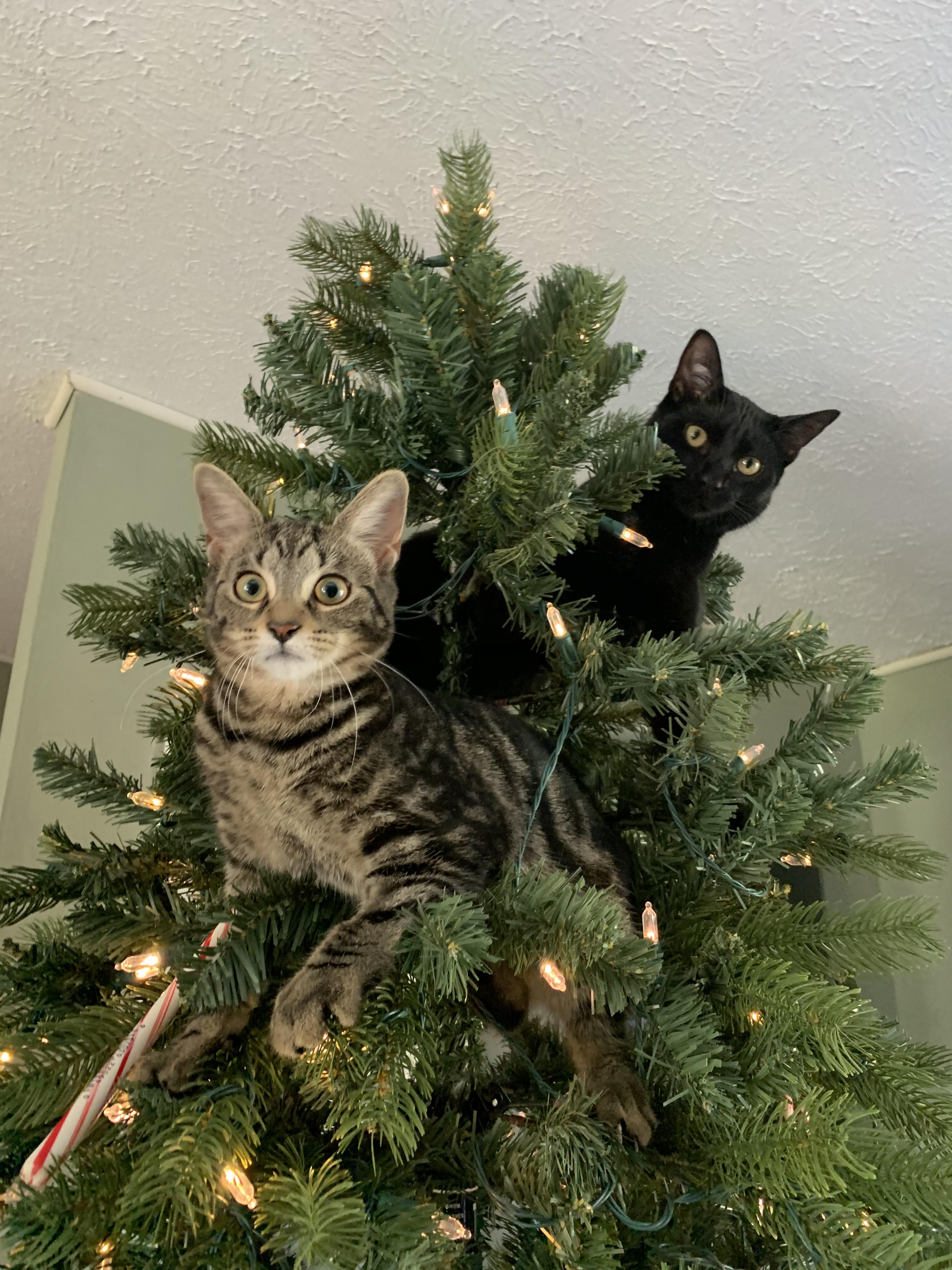 Cats in Christmas Trees