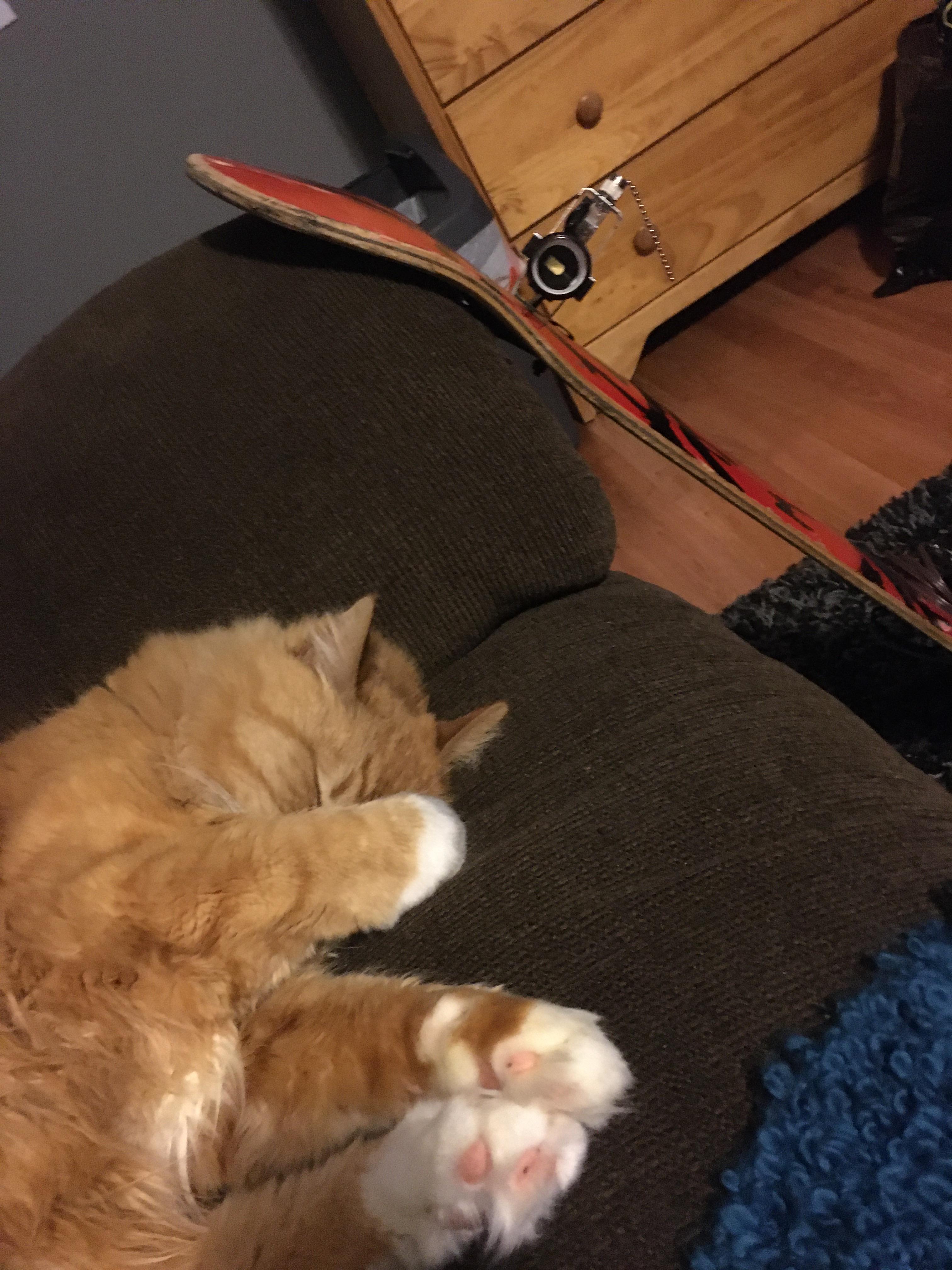 He’s trying to sleep but I have the lights on r/cats