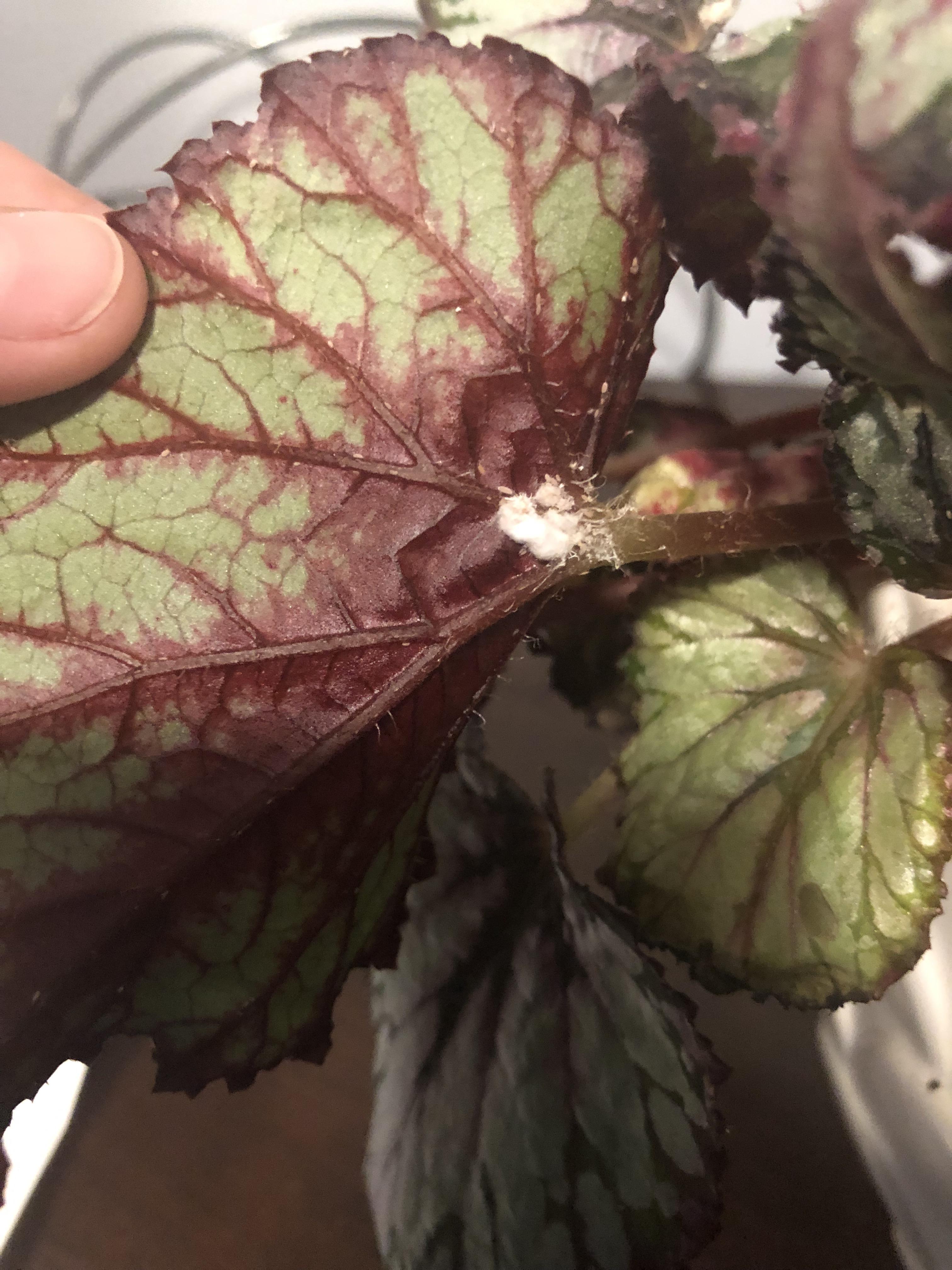 Can anyone identify what this is on my begonia? And how to treat? r