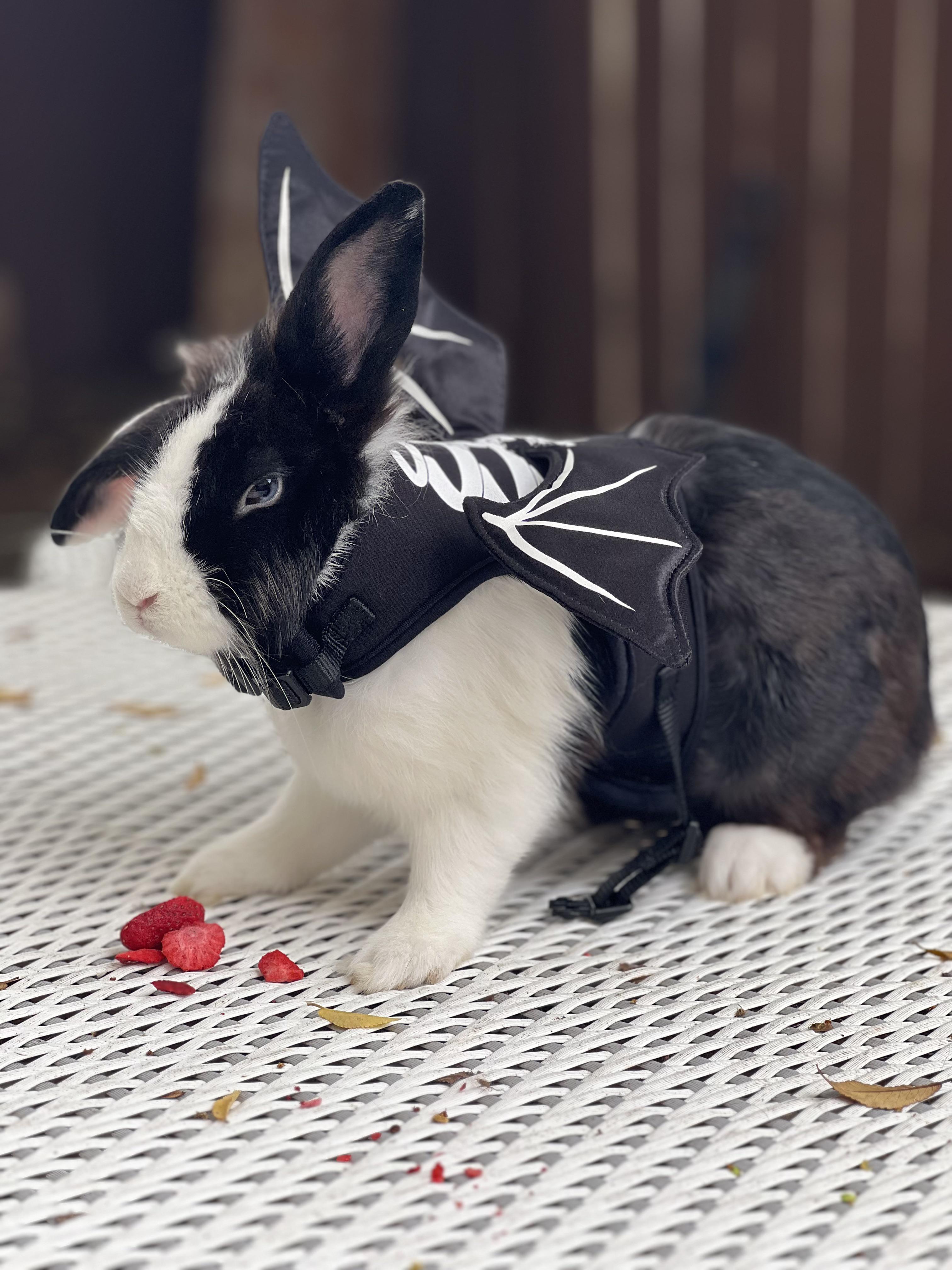 I am the darkness.. r/Rabbits
