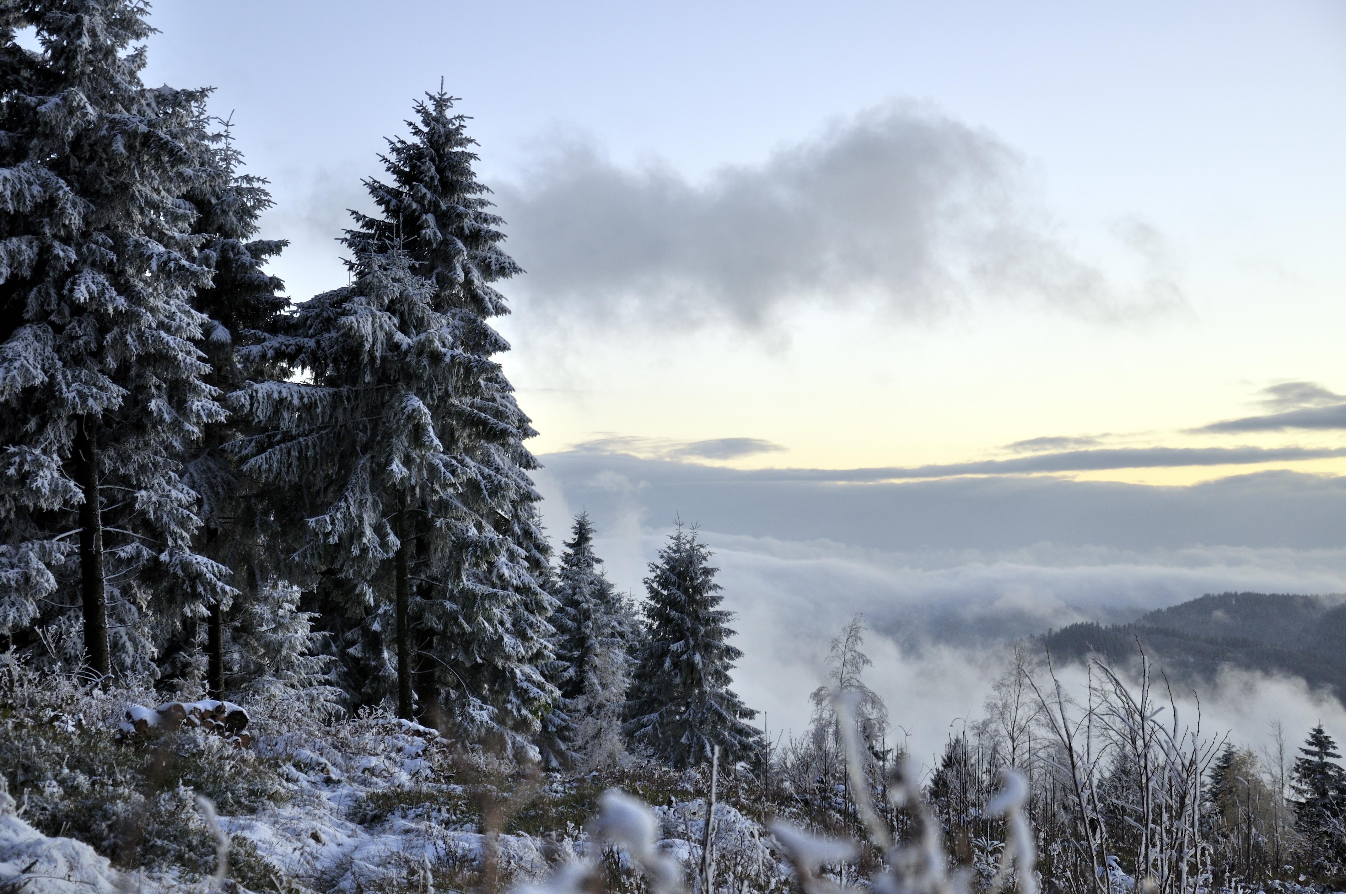 Winter scene view in the Black Forest, Germany [4288x2848][OC] r