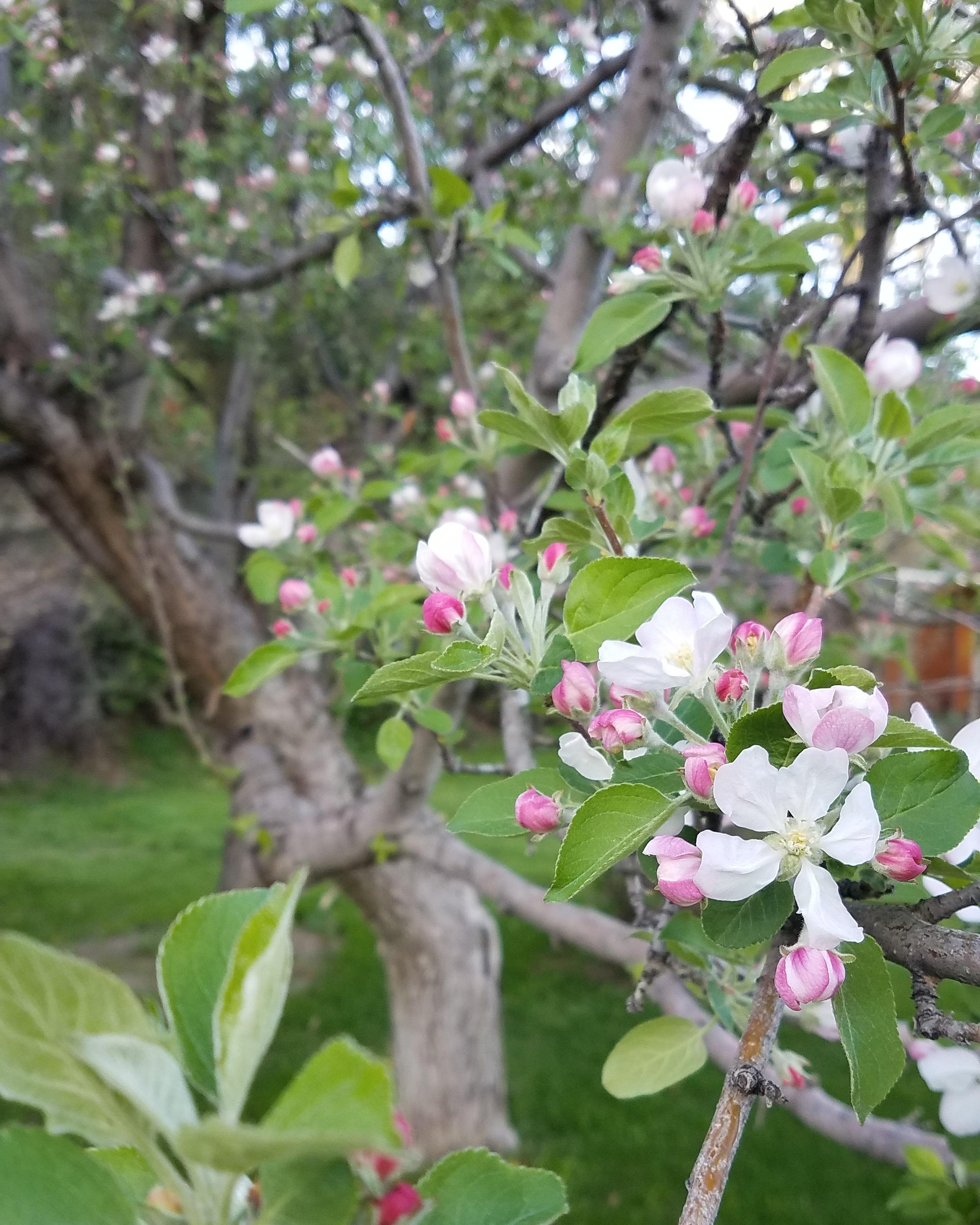 Bought an acreage in Montana over the winter. Apple trees are