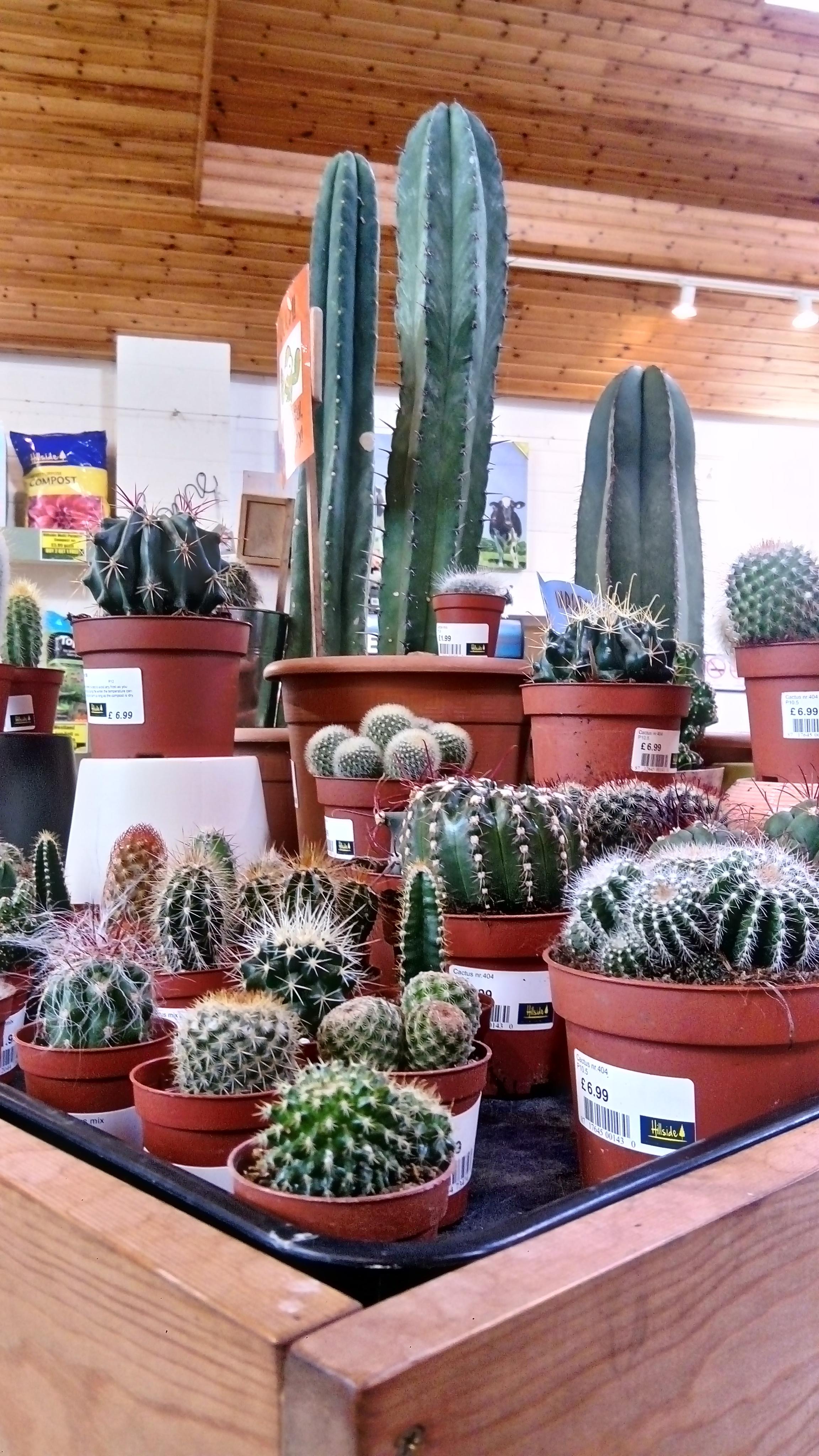 Local garden centre got a new shipment in 😍 best time to buy! r/cactus