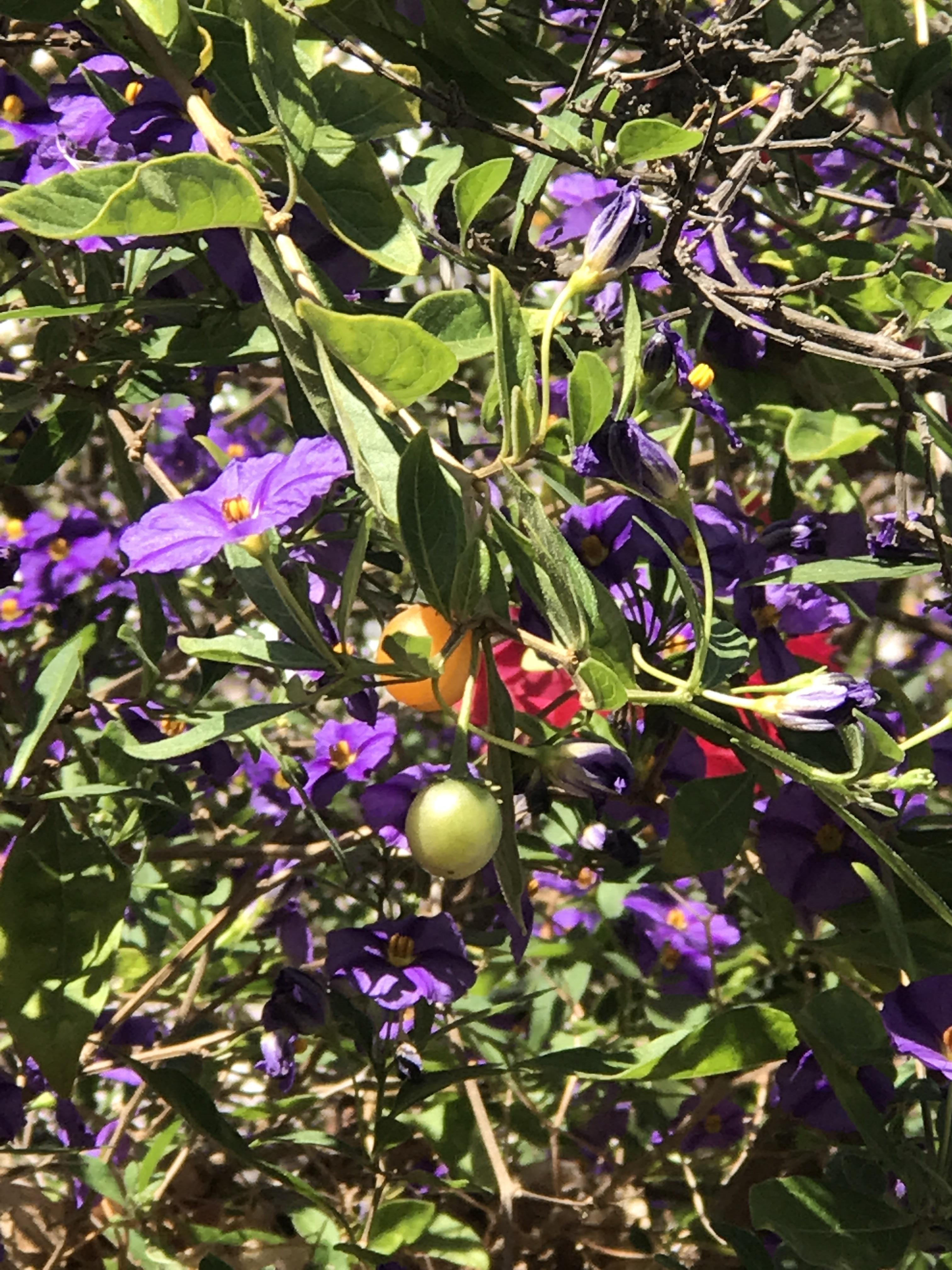 Purple Flower Fruit Tree Fruit Trees