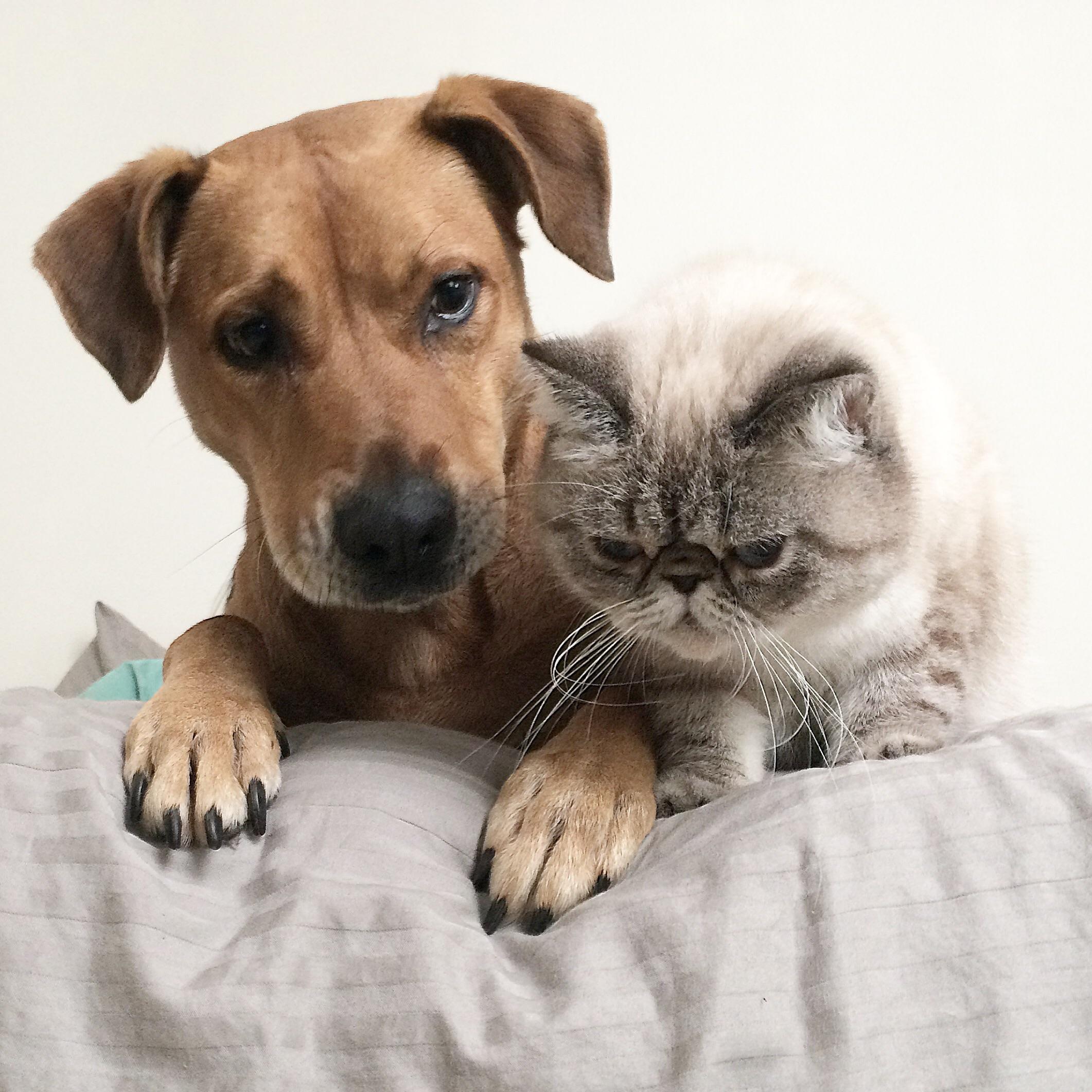 My best friend and her cat just moved in with me, but I think he hates