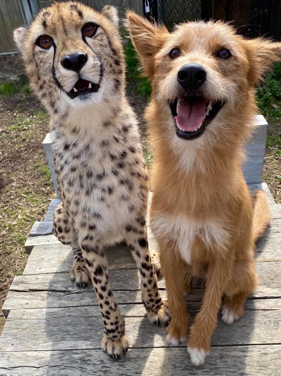 Remus is the companion dog to Kris the cheetah! A good boy at work. r