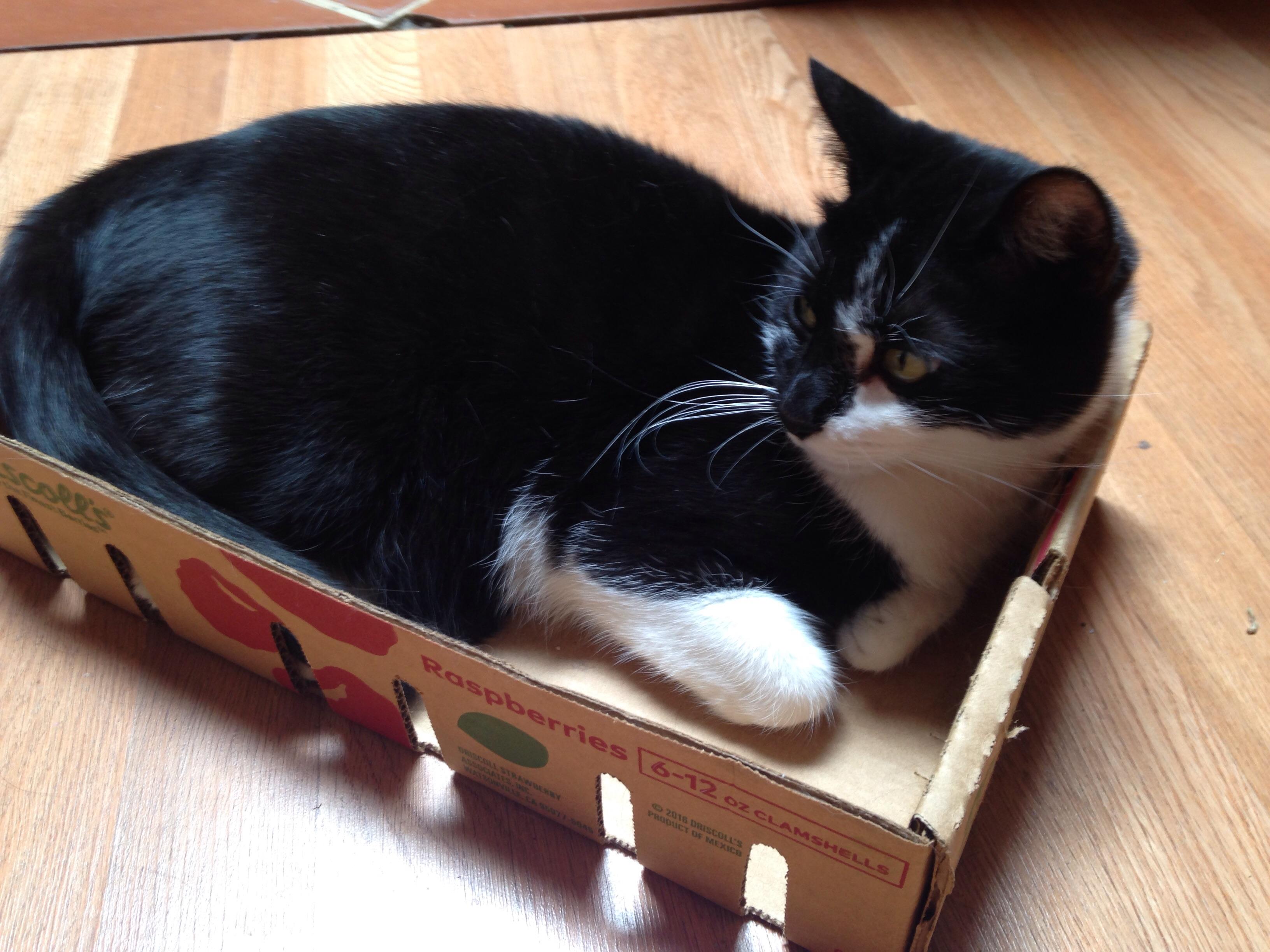 Having a Costco card has been nice for me and all, but I think we all