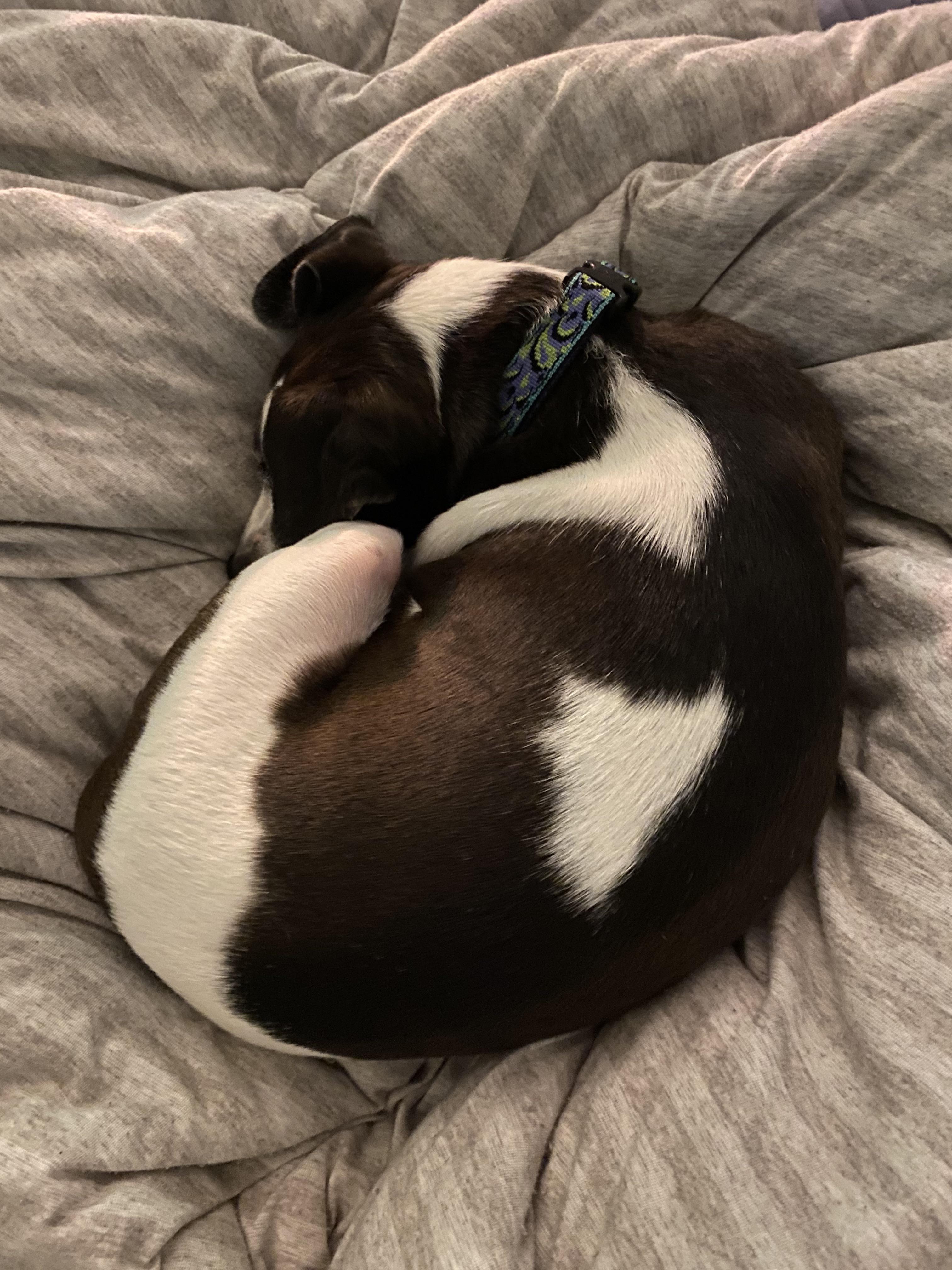 My sweet rescue beagle mix, Gracie, makes the perfect beagle bagels