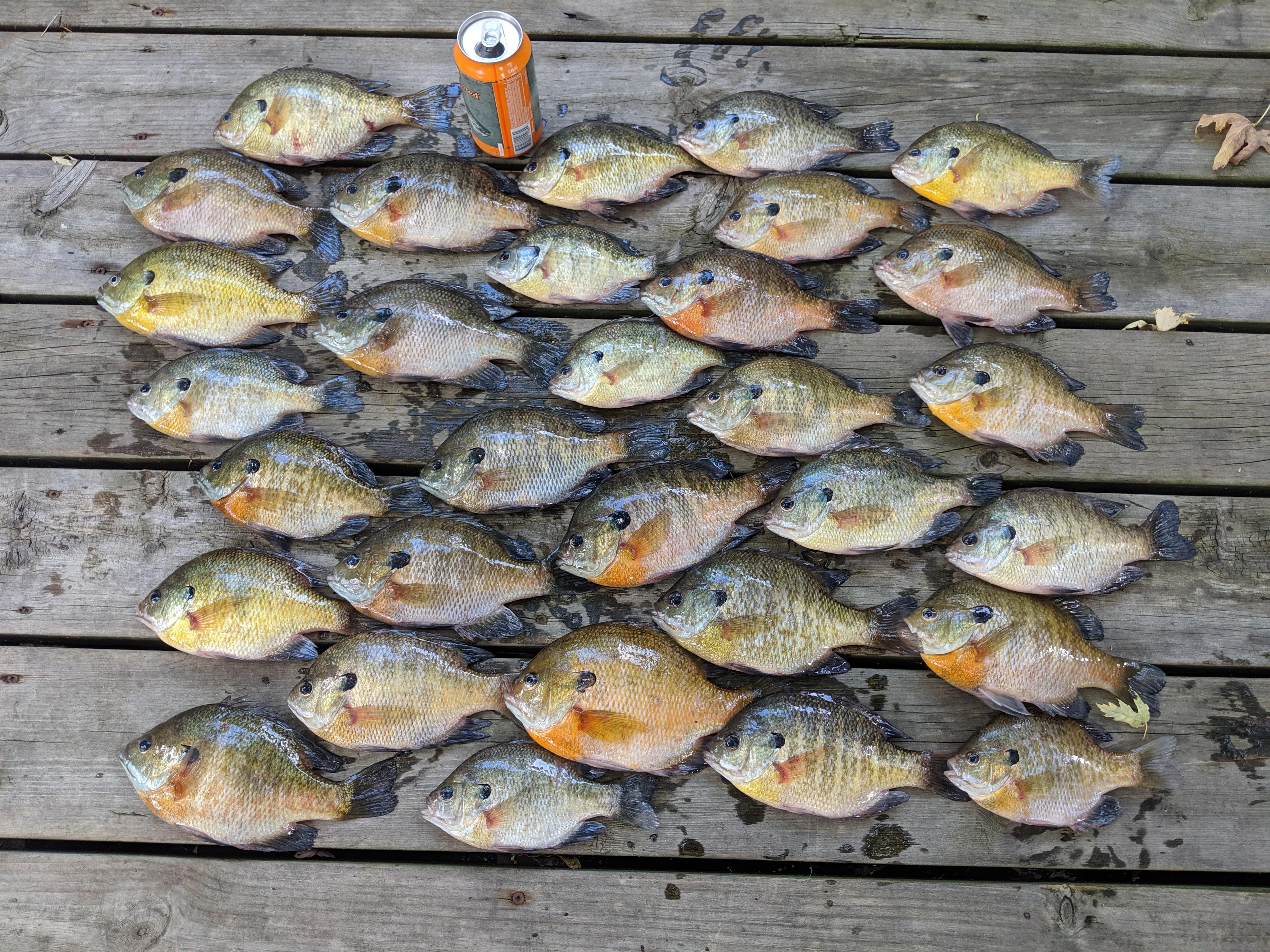 Mississippi River Bluegills r/Fishing