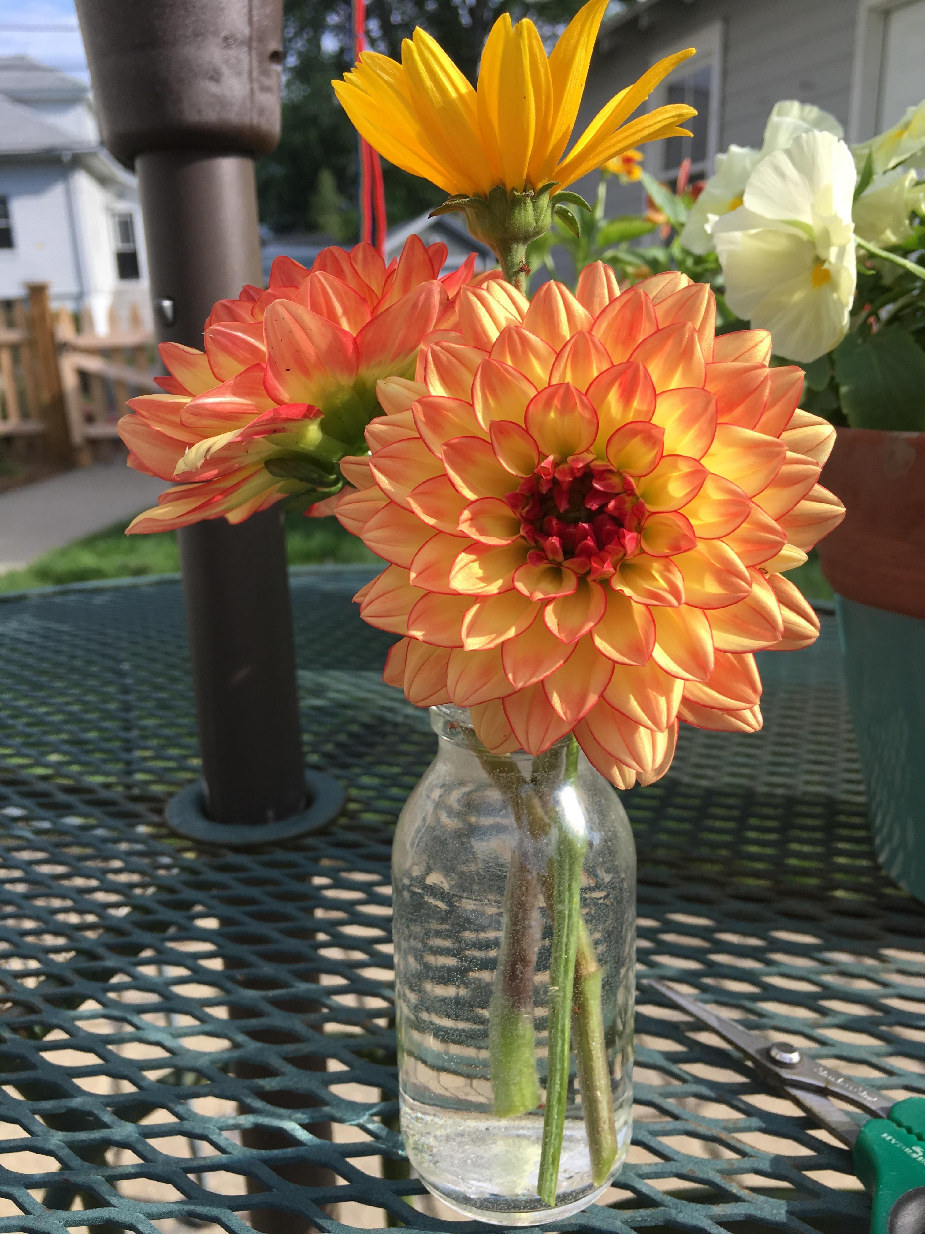 First year growing dahlias. They're awesome! r/flowers