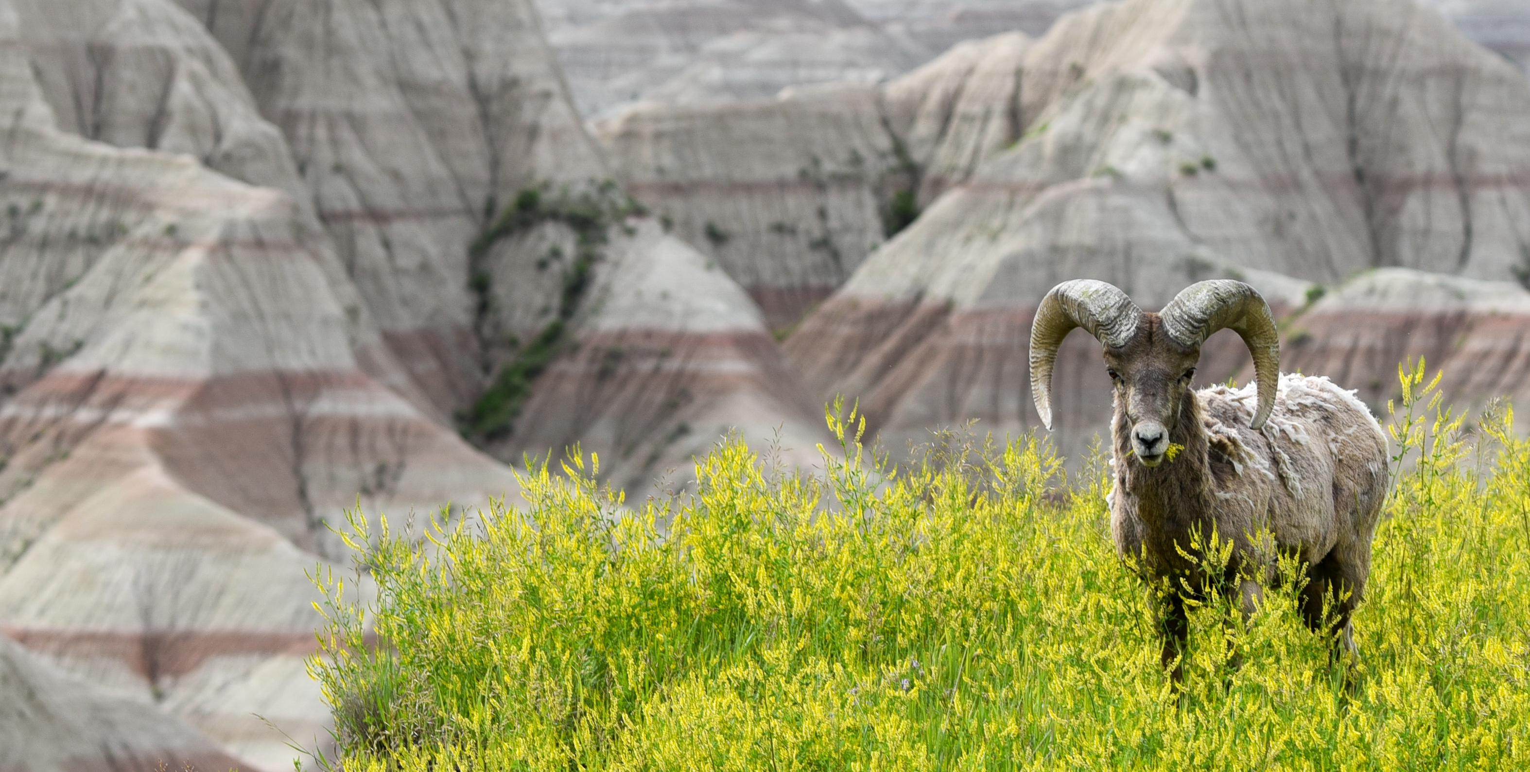 Badlands NP this June r/nationalparks