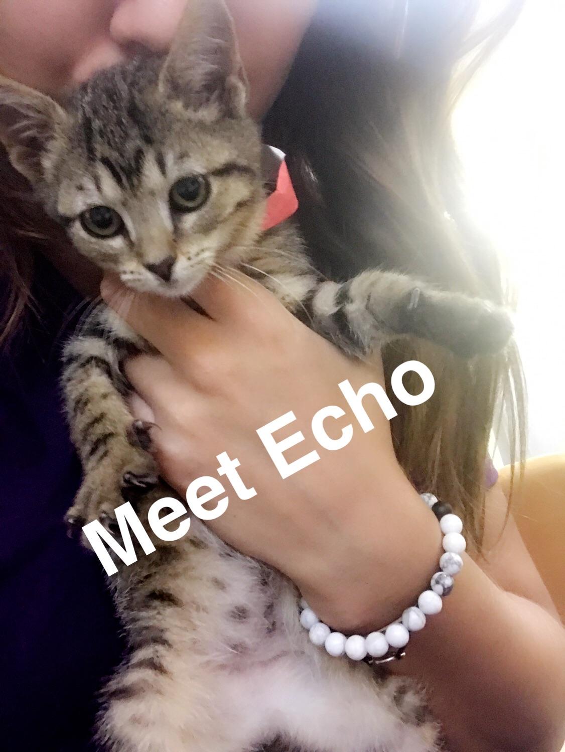 Why does my recently adopted two month old kitten lick my hands