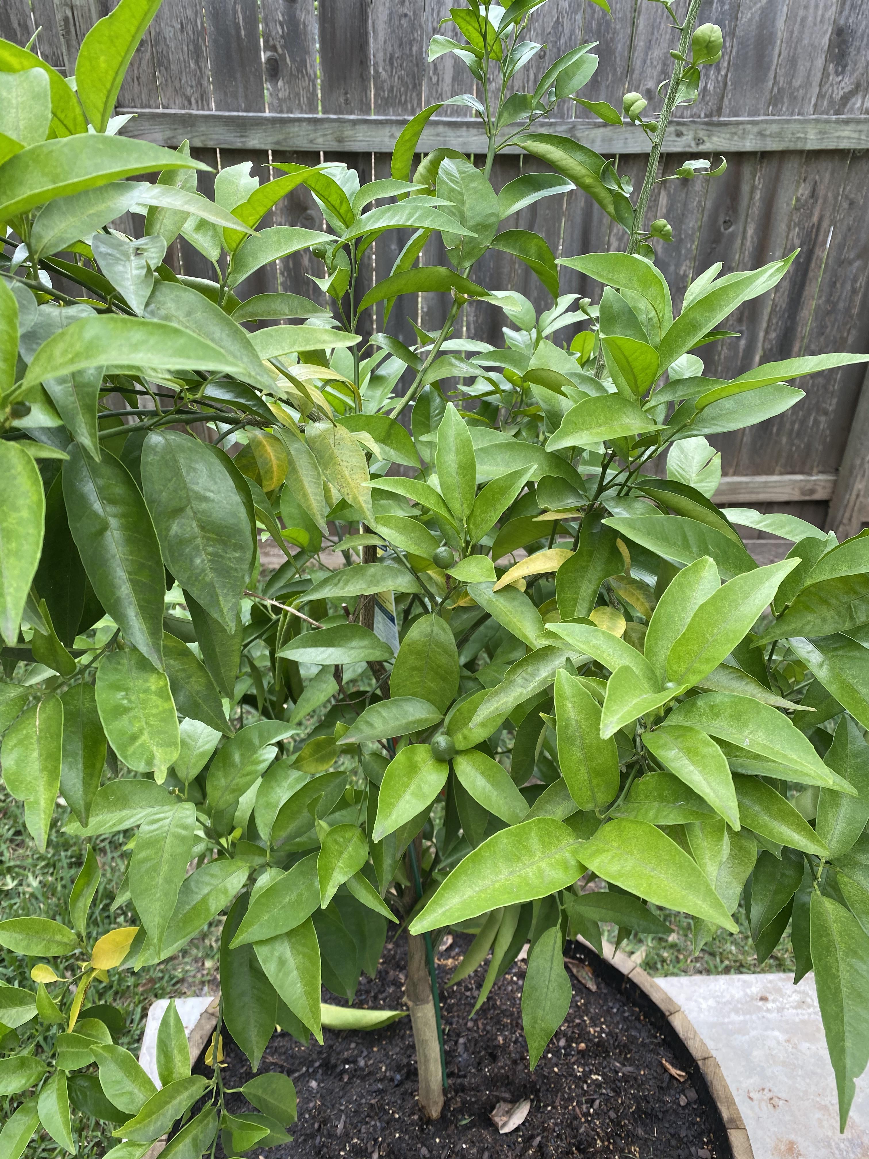 Should I be worried about the leaves changing on my clementine tree