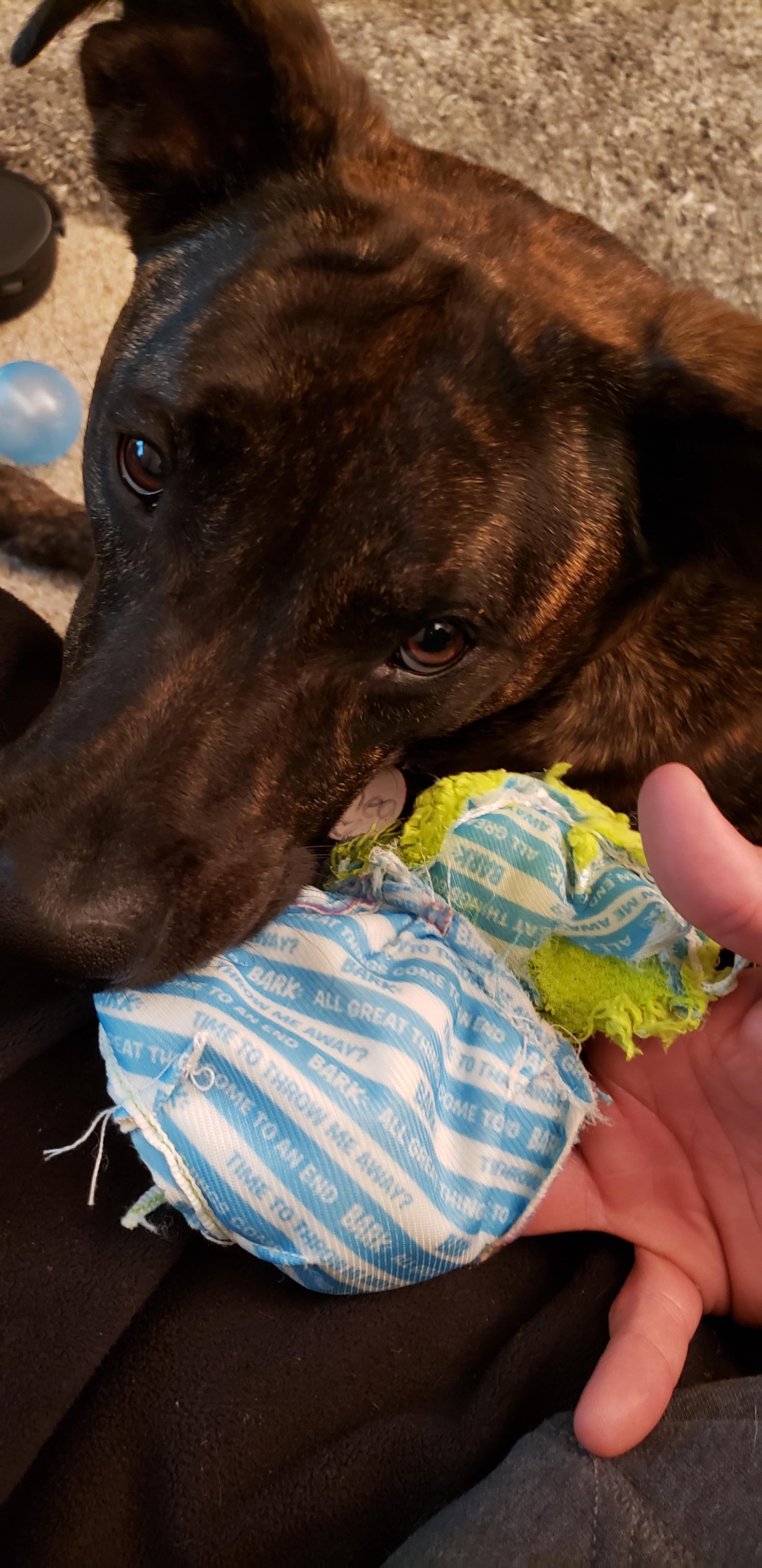 Inside of my dogs toy (destroyed)...cool reminder to throw it away before she eats it! r