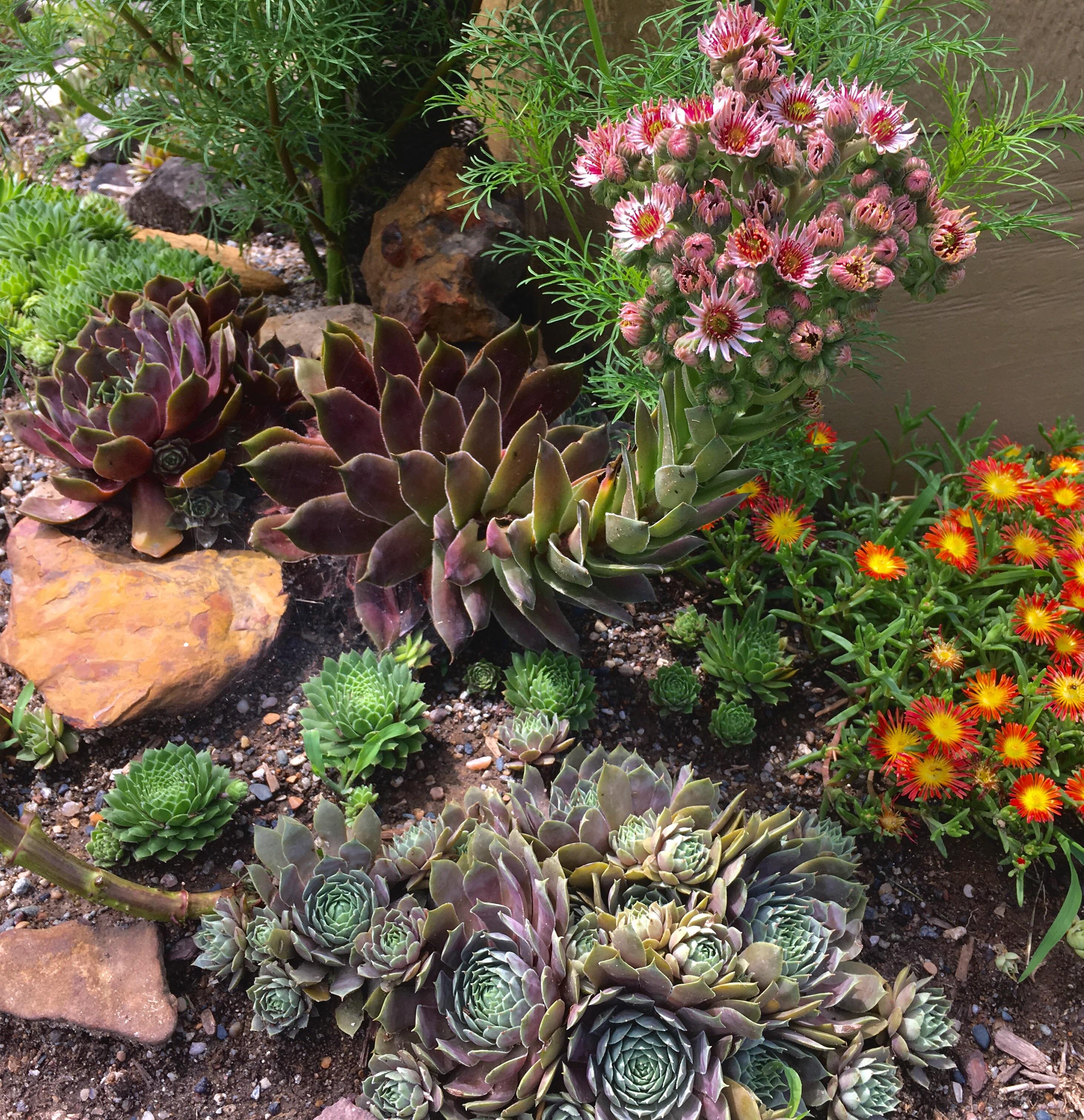 Don't let anyone tell you that you can't grow succs outdoors in zone 5