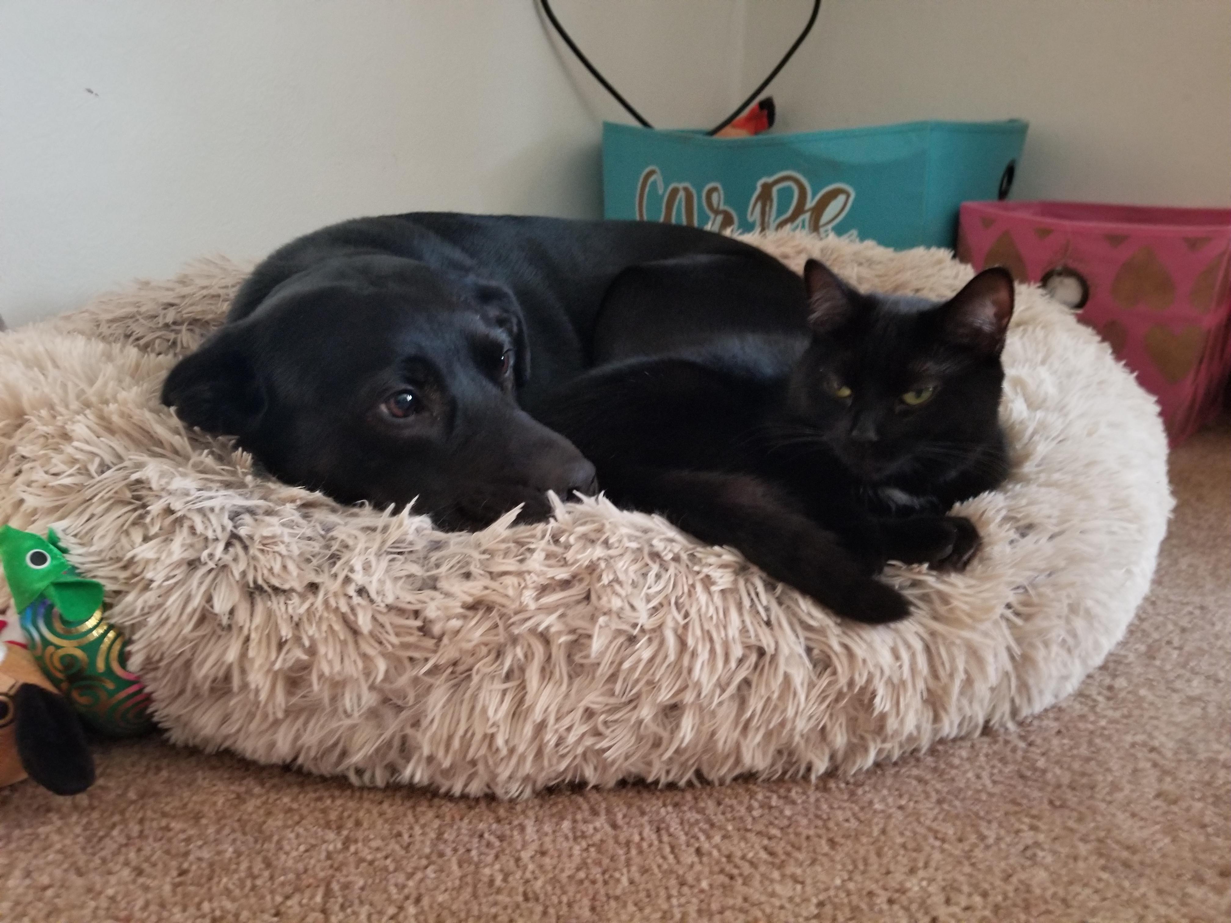 Real life catdog r/CatsAndDogsBFF