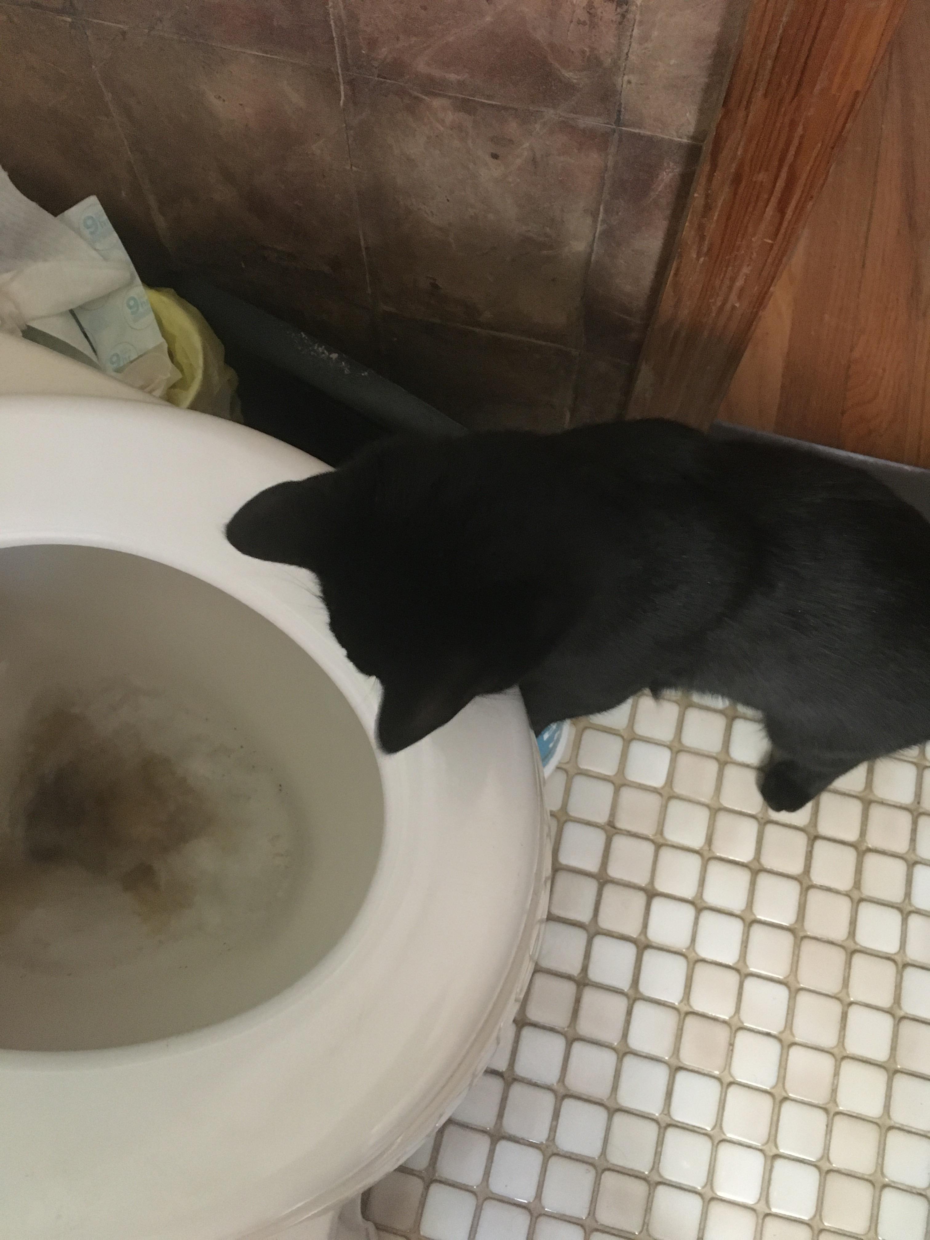 Sirius’s favorite thing...watching the toilet flush. r
