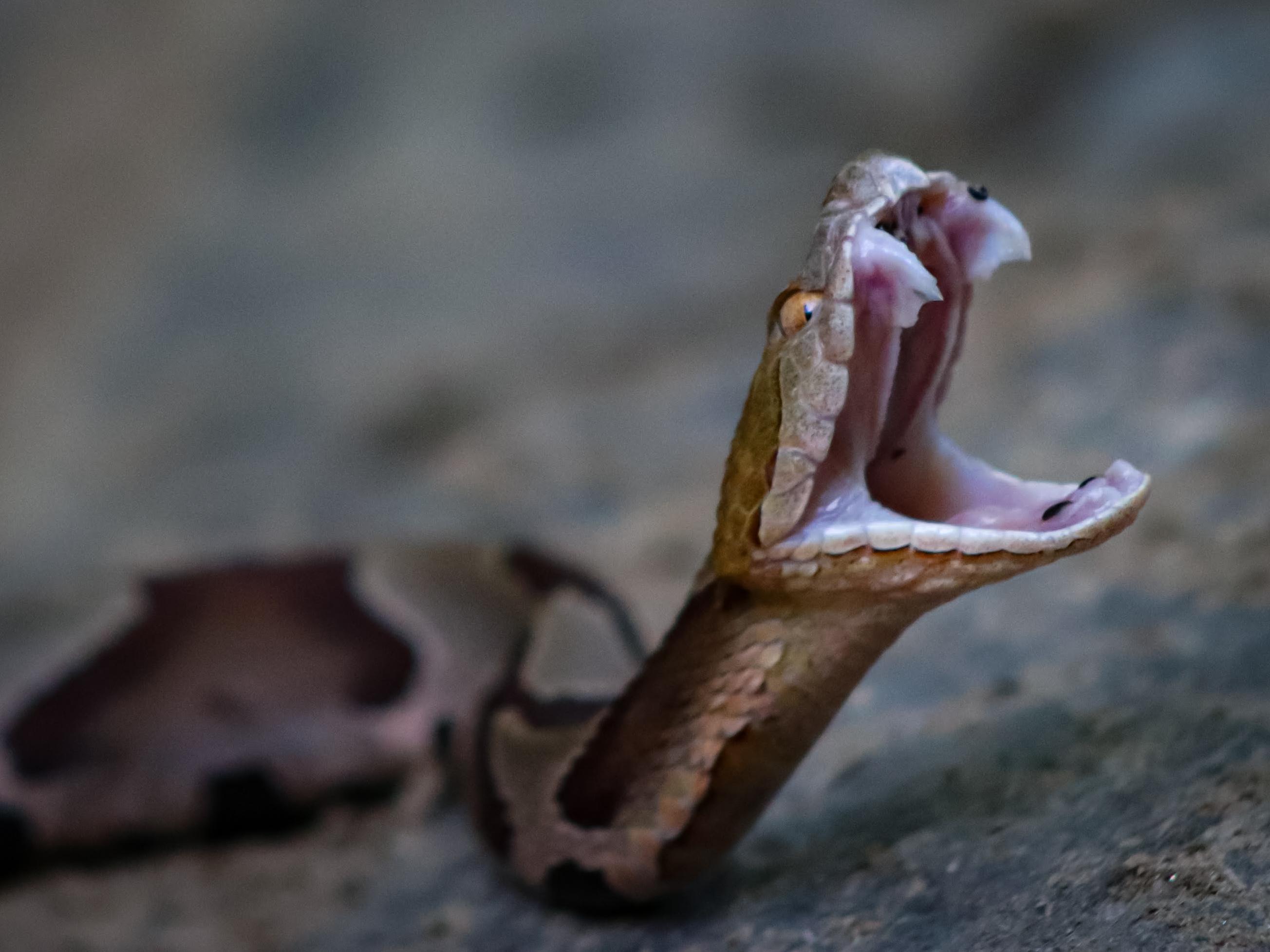 My favorite snake photo that I've taken. An Eastern Copperhead in the wild. r/snakes