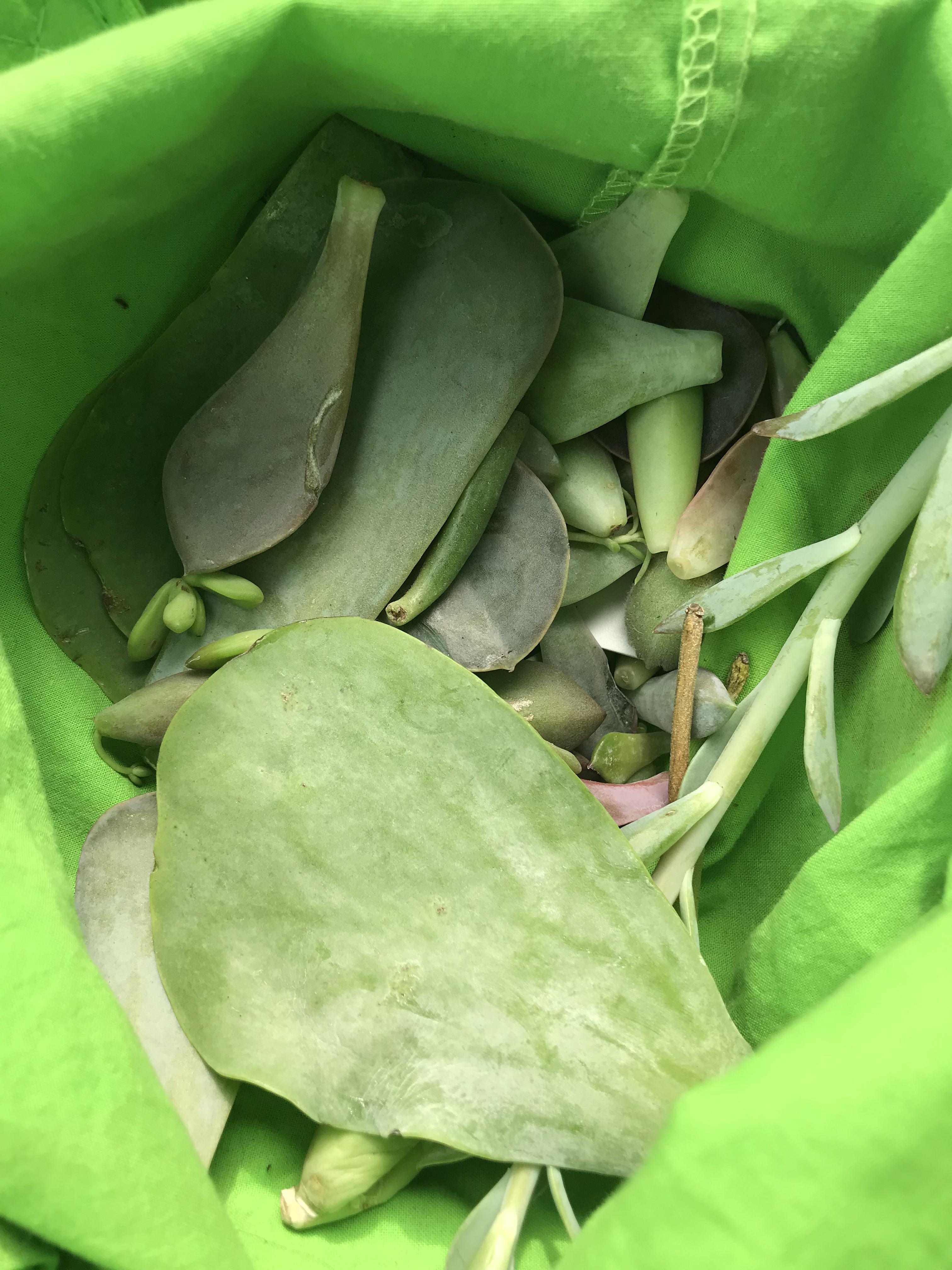 I can’t even believe how many loose leaves I found at Home Depot!!! My