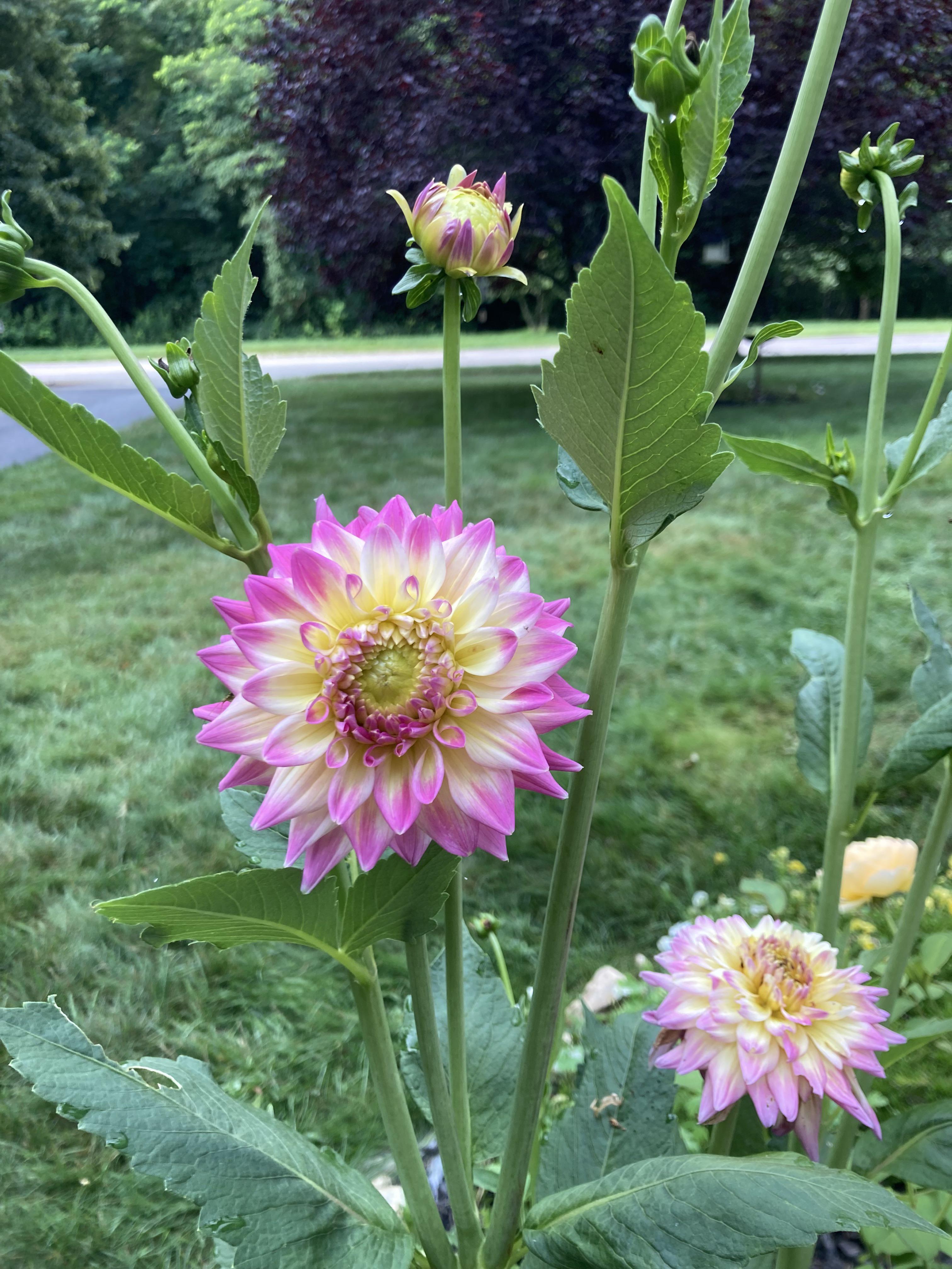 Dahlias Massachusetts r/flowers