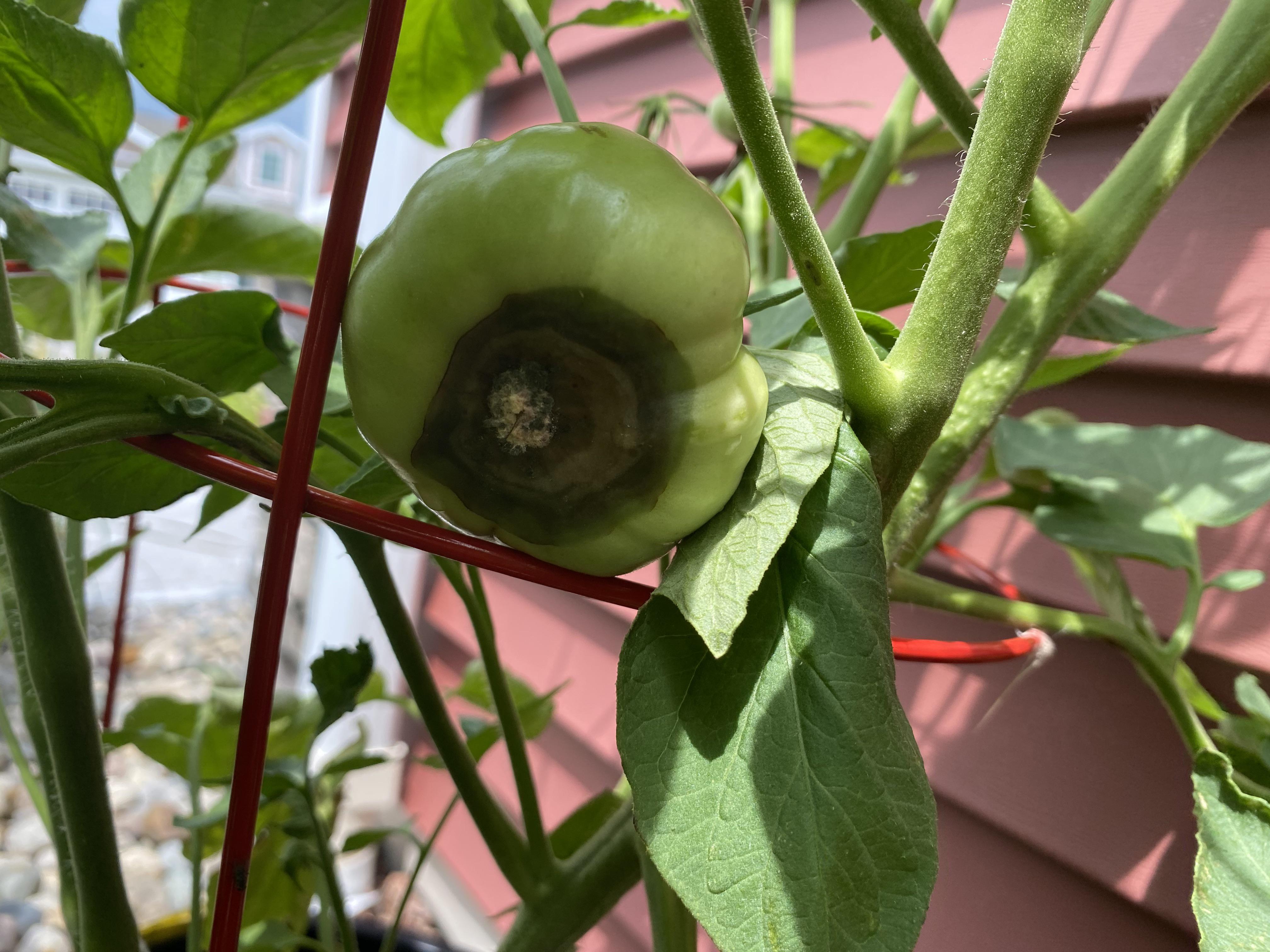 First time growing tomatoes and I have fungus gnats and now tomato
