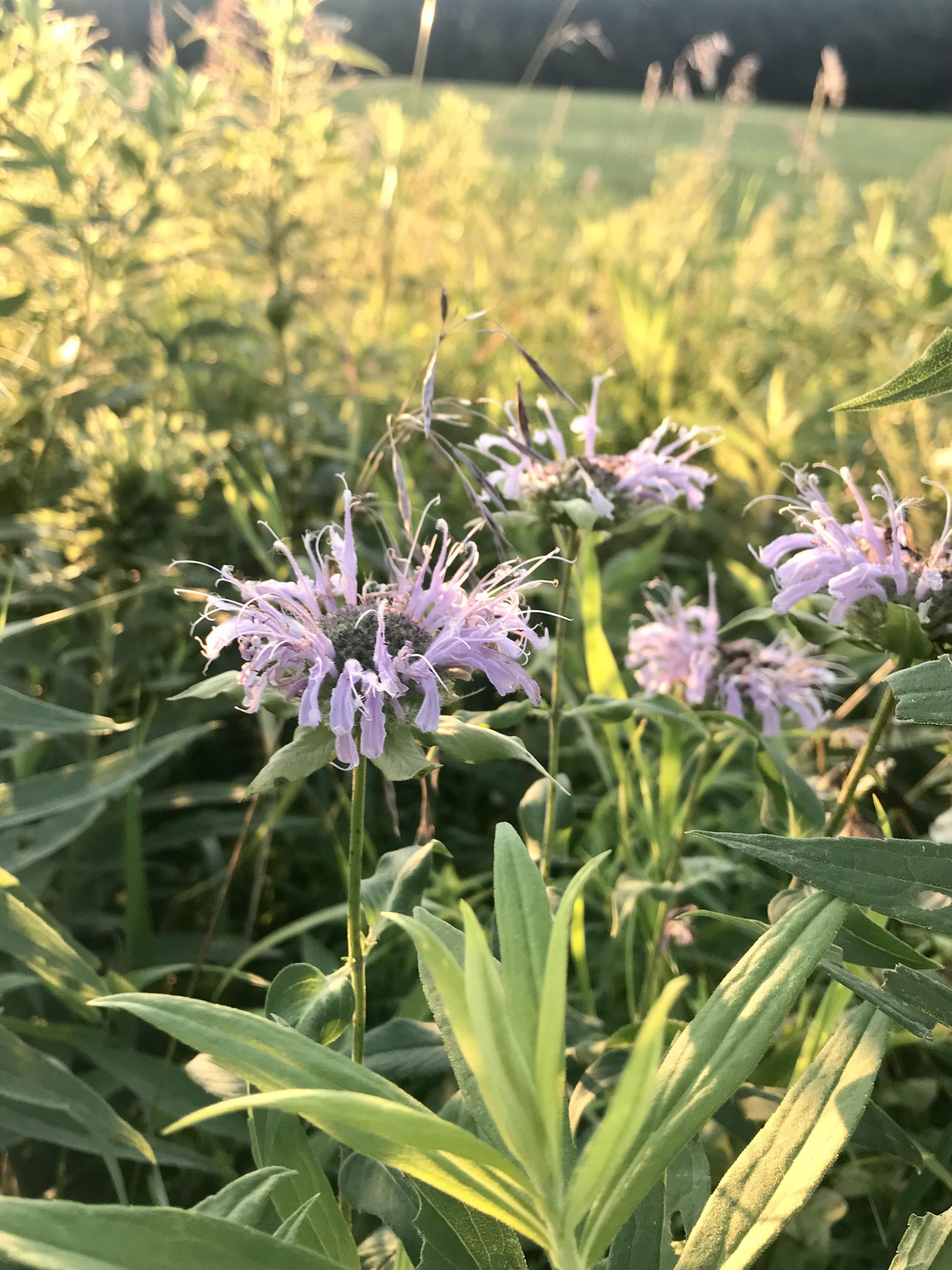 Wild Bergamot, Hudson Valley, NY r/Wildflowers