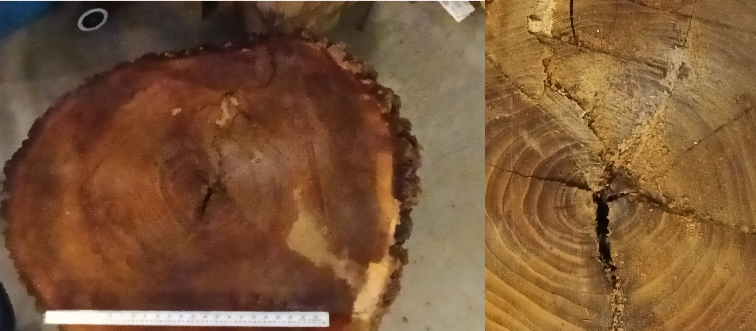 What are the risks of carving a 68"" thick freshcut Elm round with