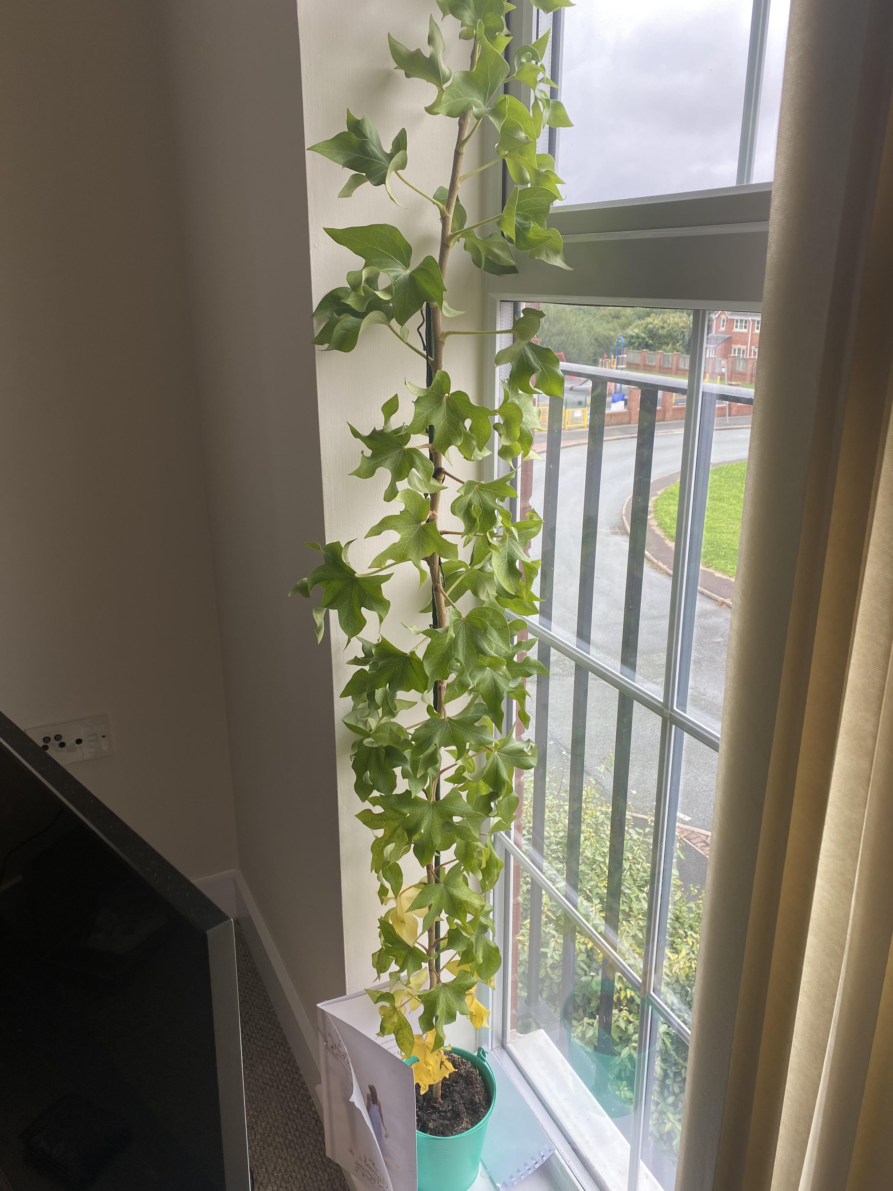 Help, what plant is this and how do I look after him? Just moved into