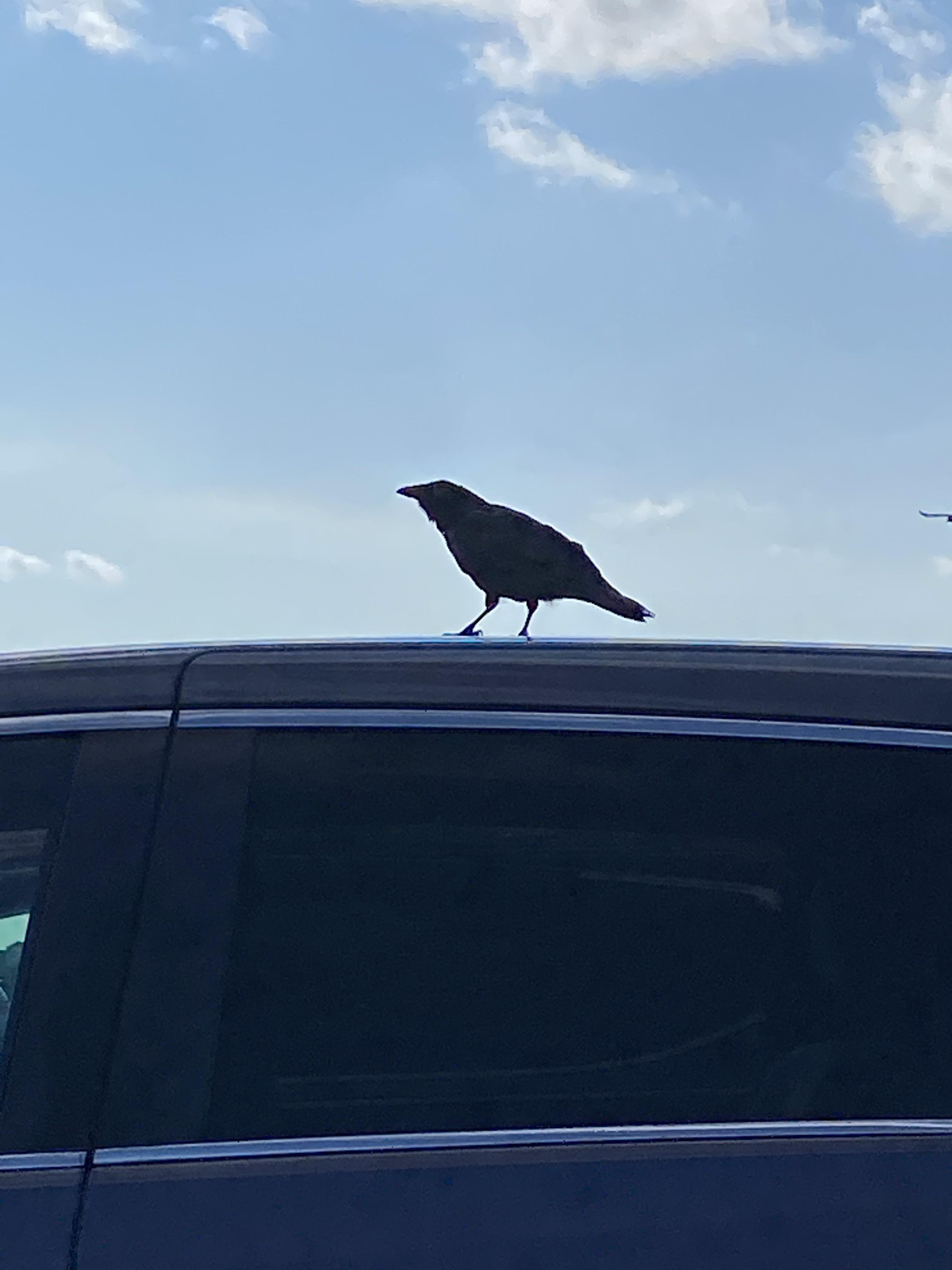 A crow on car at East Matunuck Beach RI r/birding