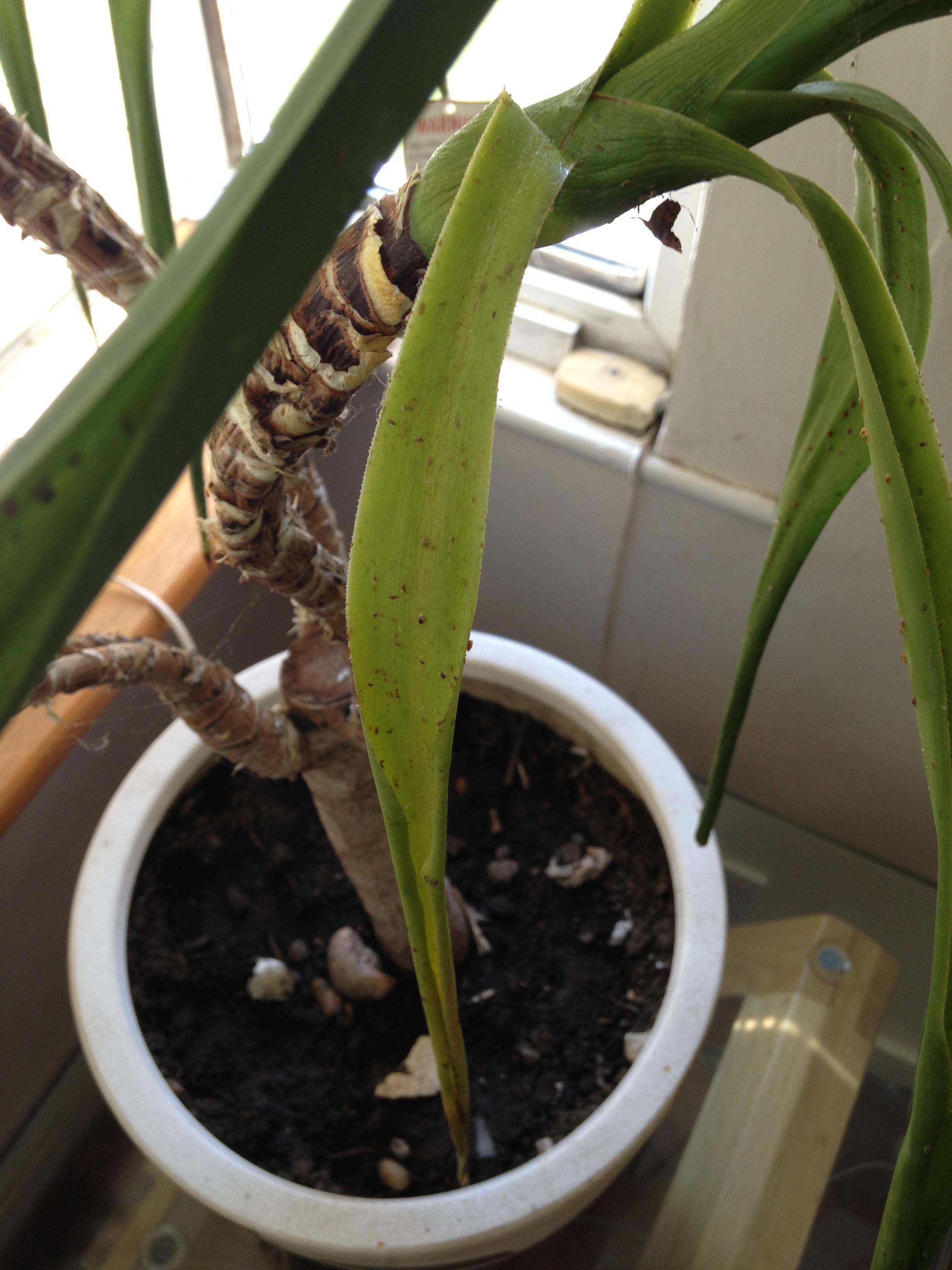 My 10 year old yucca isn’t healthy Most of his leaves are curled