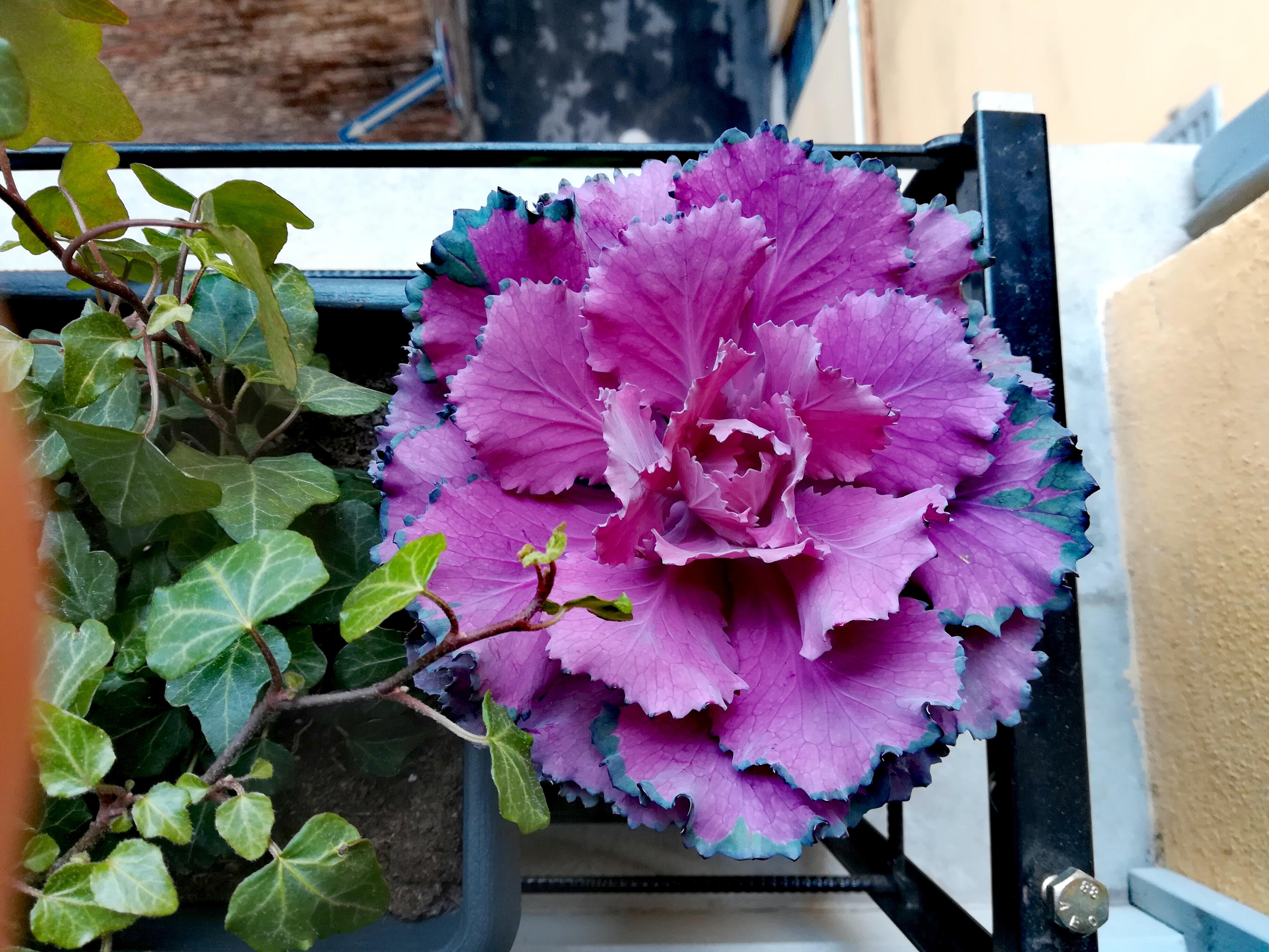 My colourful ornamental kale 😍 r/gardening