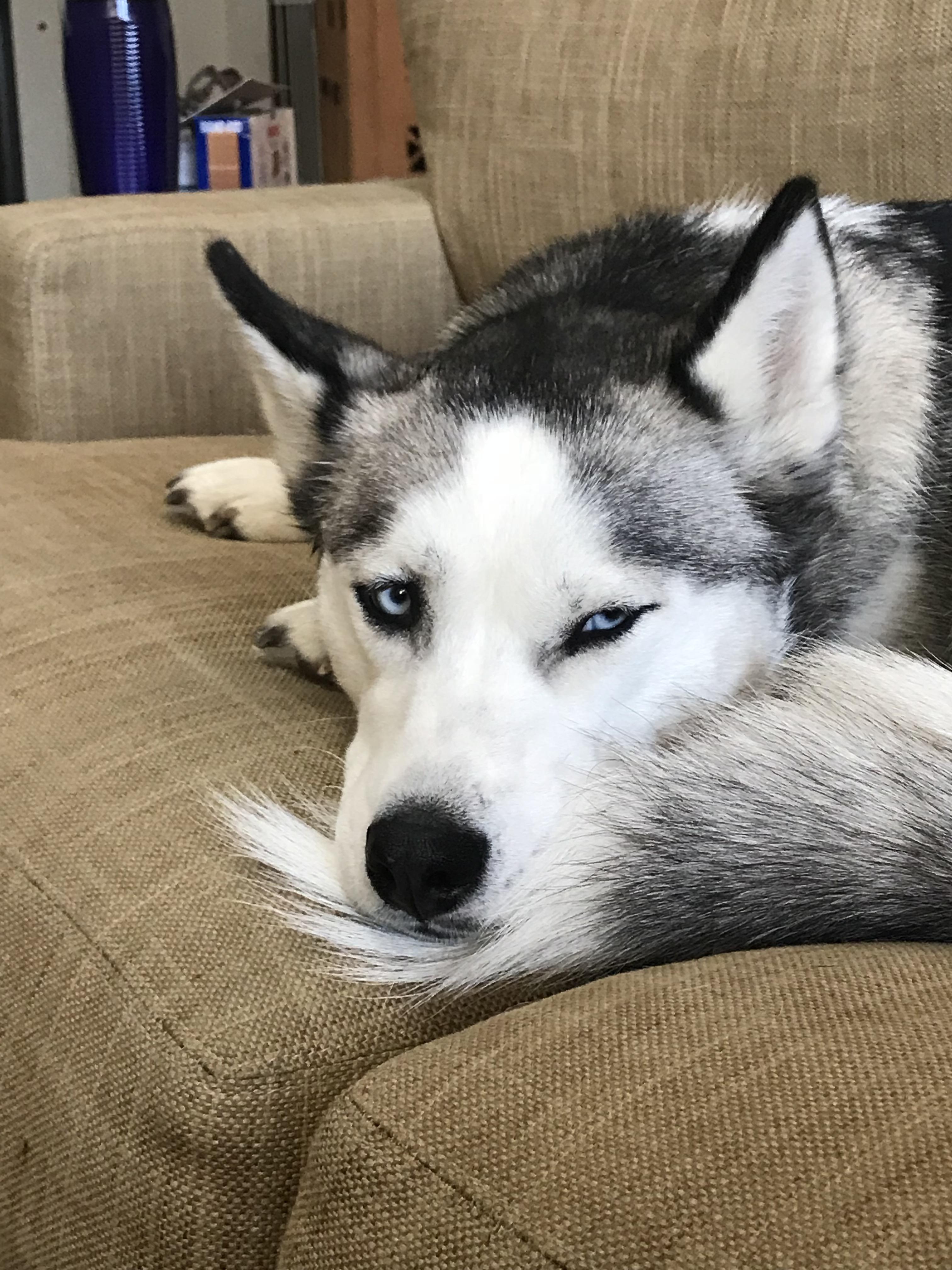 We’ve been puppysitting for a friend and I think our older dog is