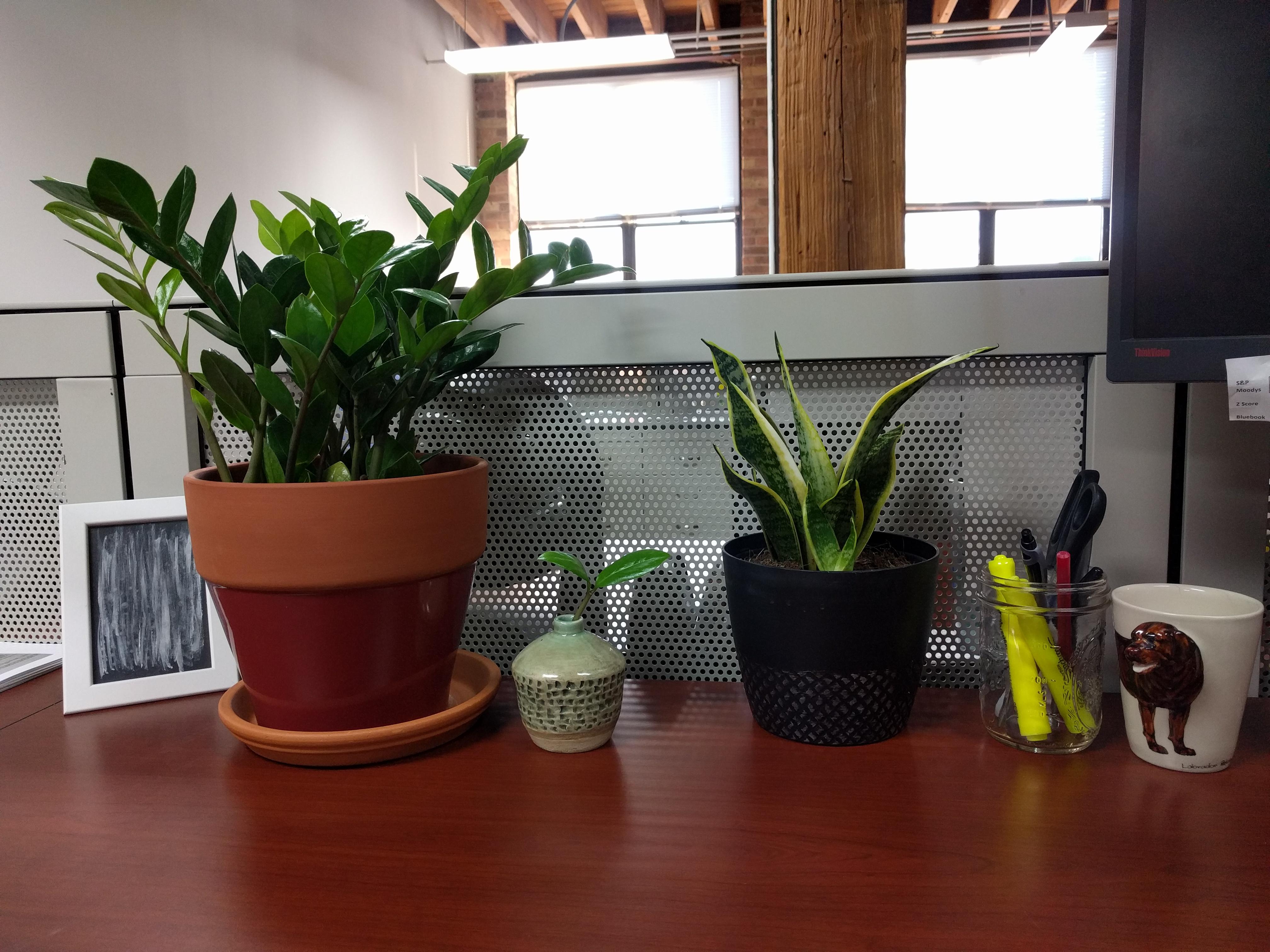 My desk garden makes me happy, hope to add more.