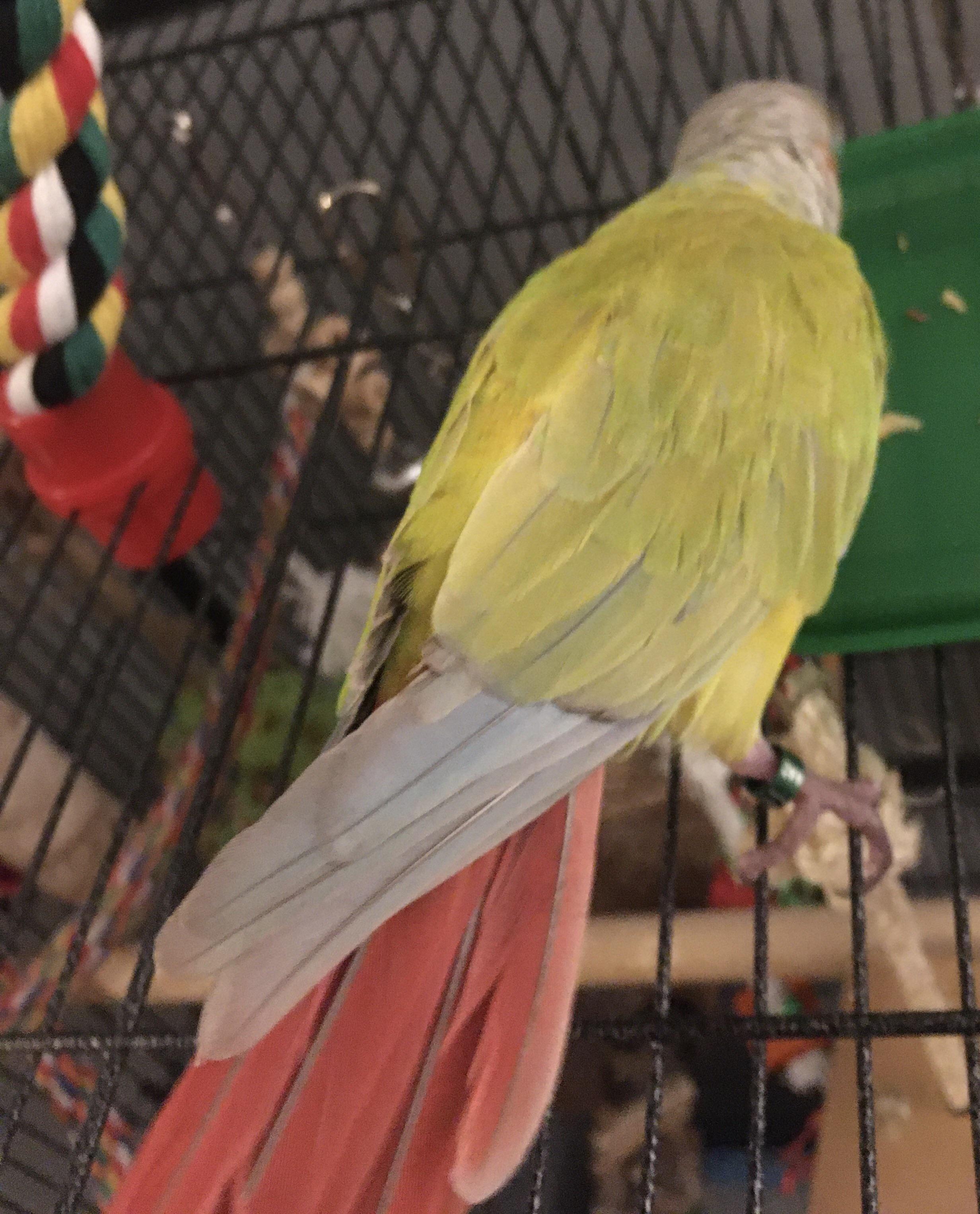 My conure’s flight feathers have been changing colour to bluishgreen
