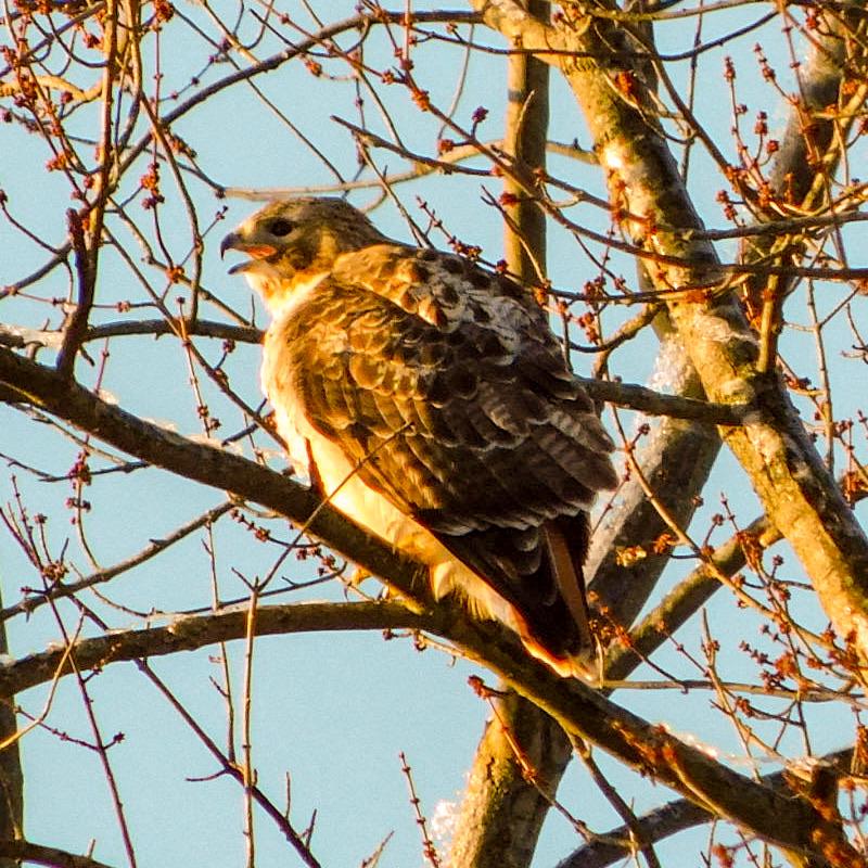Cooper’s hawk in Dayton Ohio r/birding