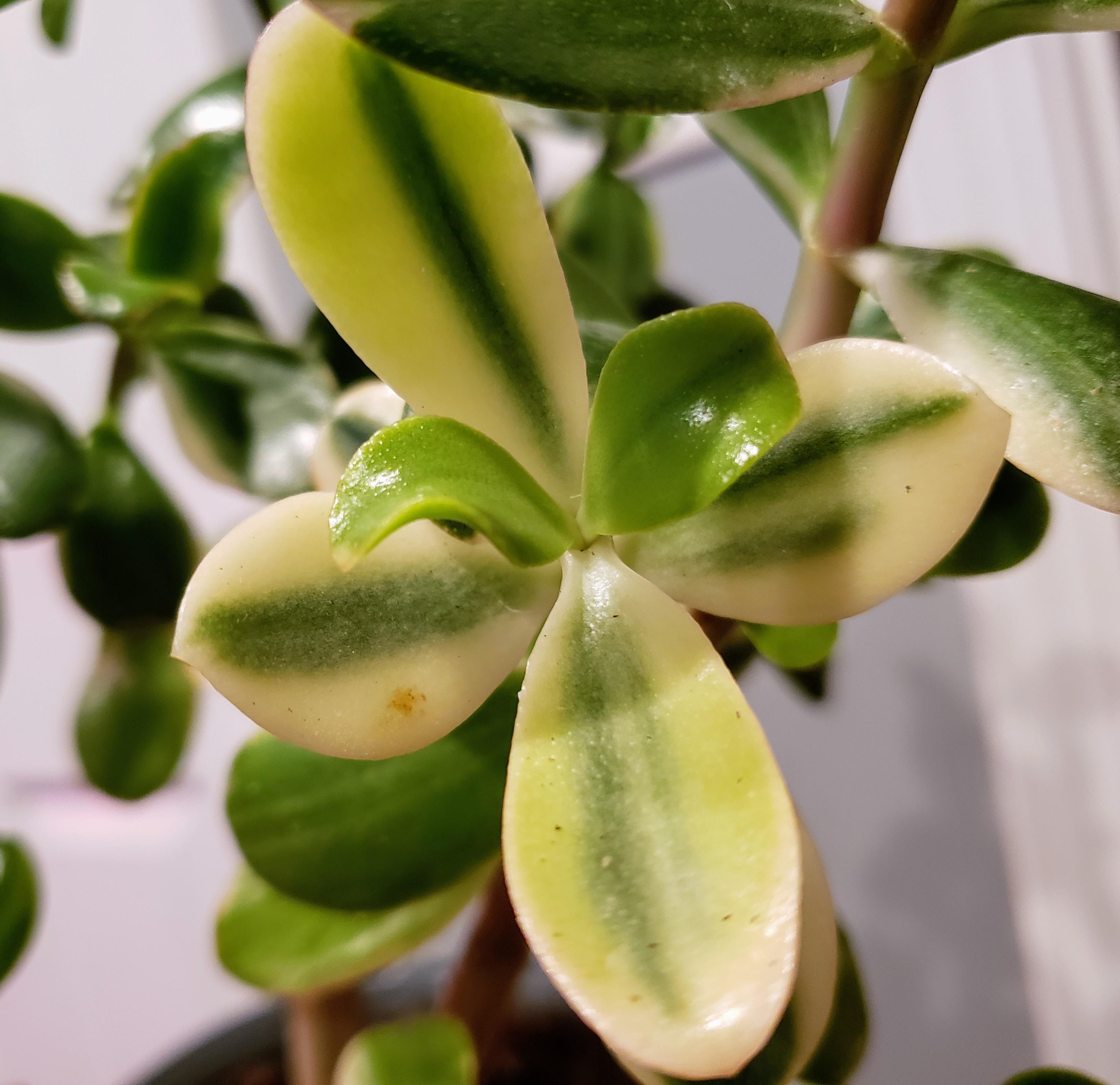 My Variegated Jade r/houseplants
