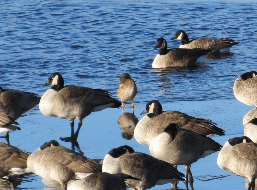 Waterfowl ID Jan 2, 2019, Central Iowa r/whatsthisbird