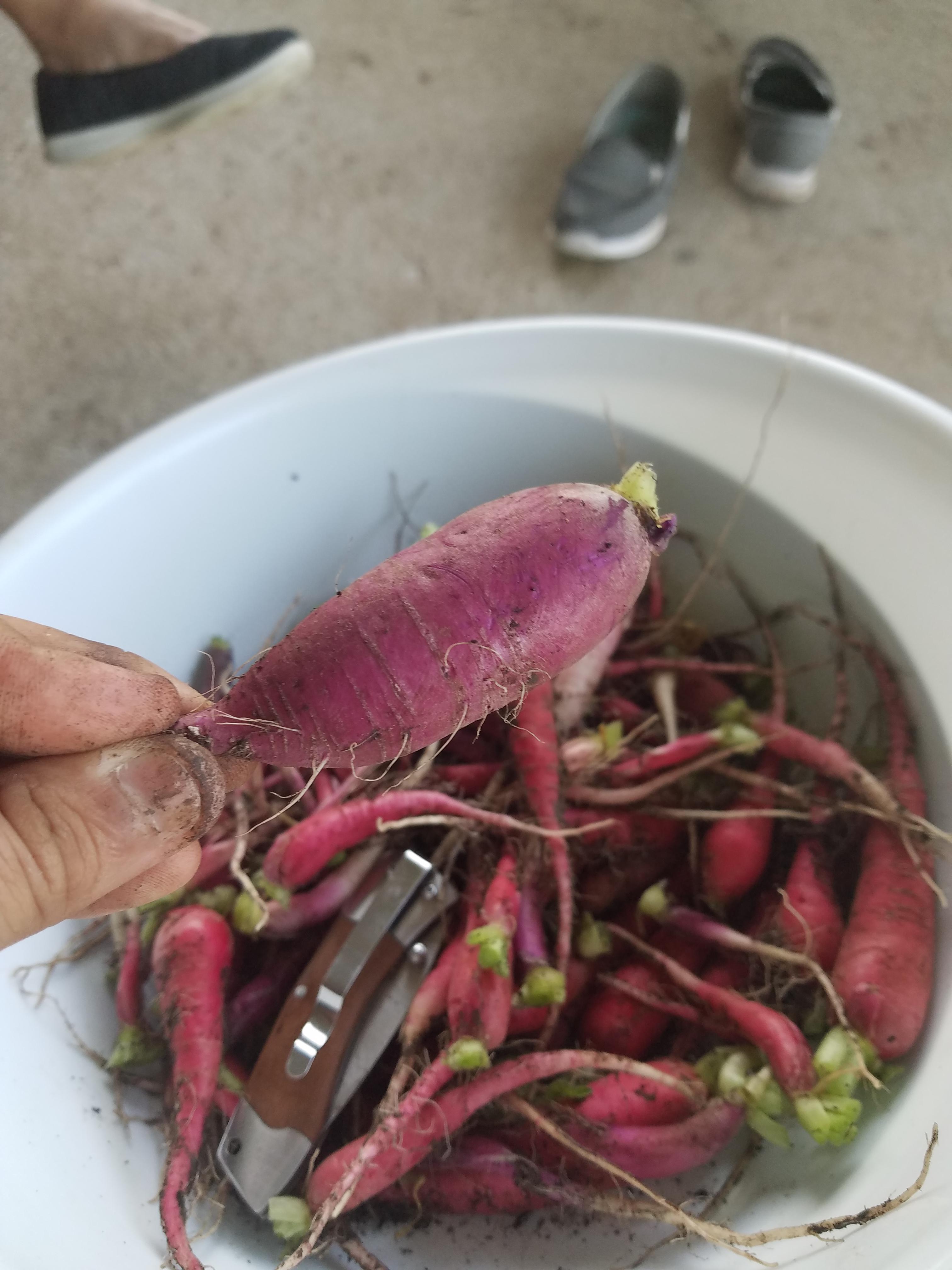 Radish Party! r/gardening