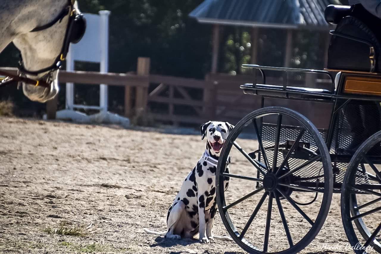My boy is one of the few Dalmatians in the country that still