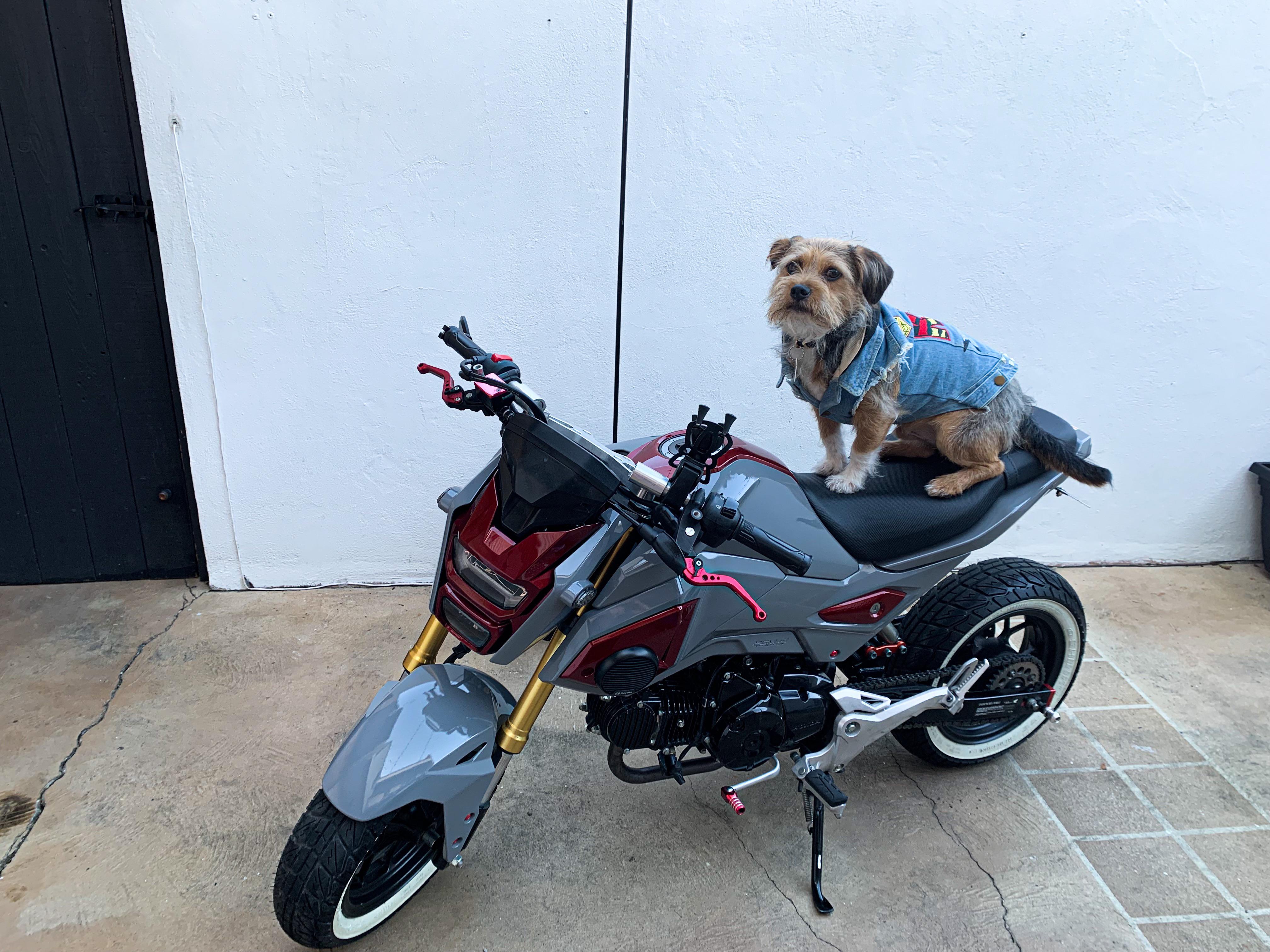 Total 89+ imagen honda grom ecu flash In.thptnganamst.edu.vn