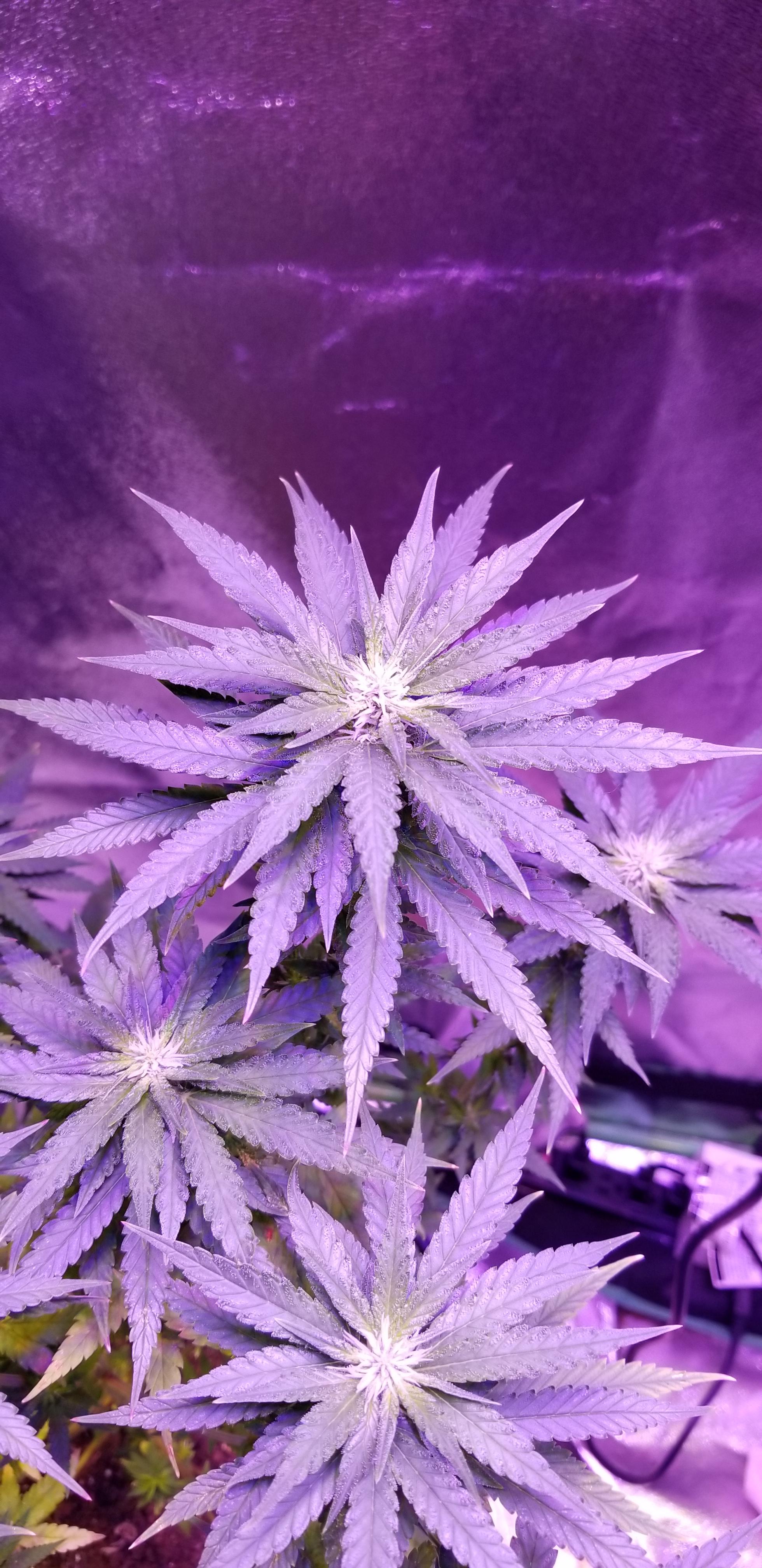 Pineapple kush flipped a week ago r/microgrowery