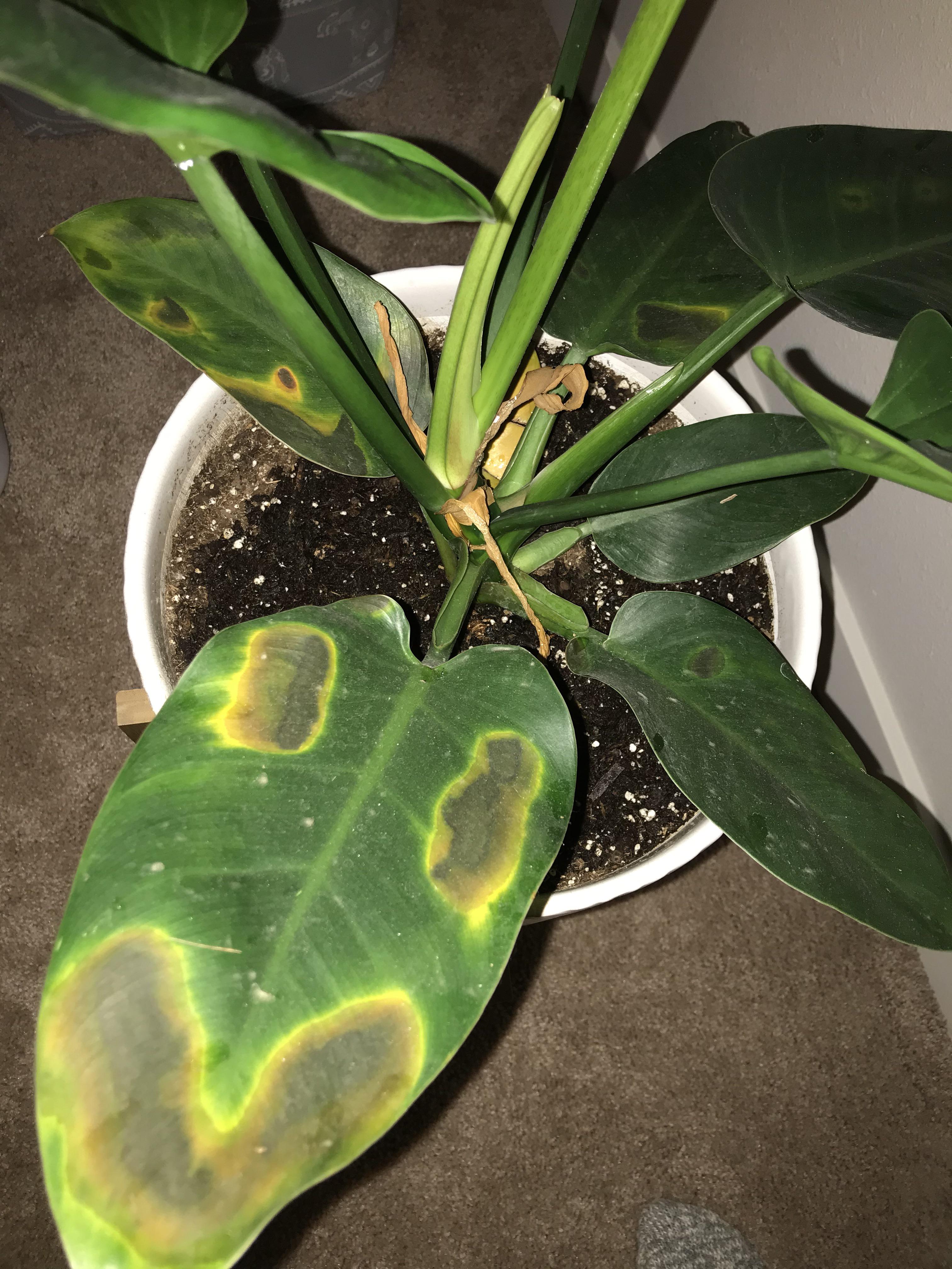 Why is my plant’s leaves turning yellow/brown like this? (More info in