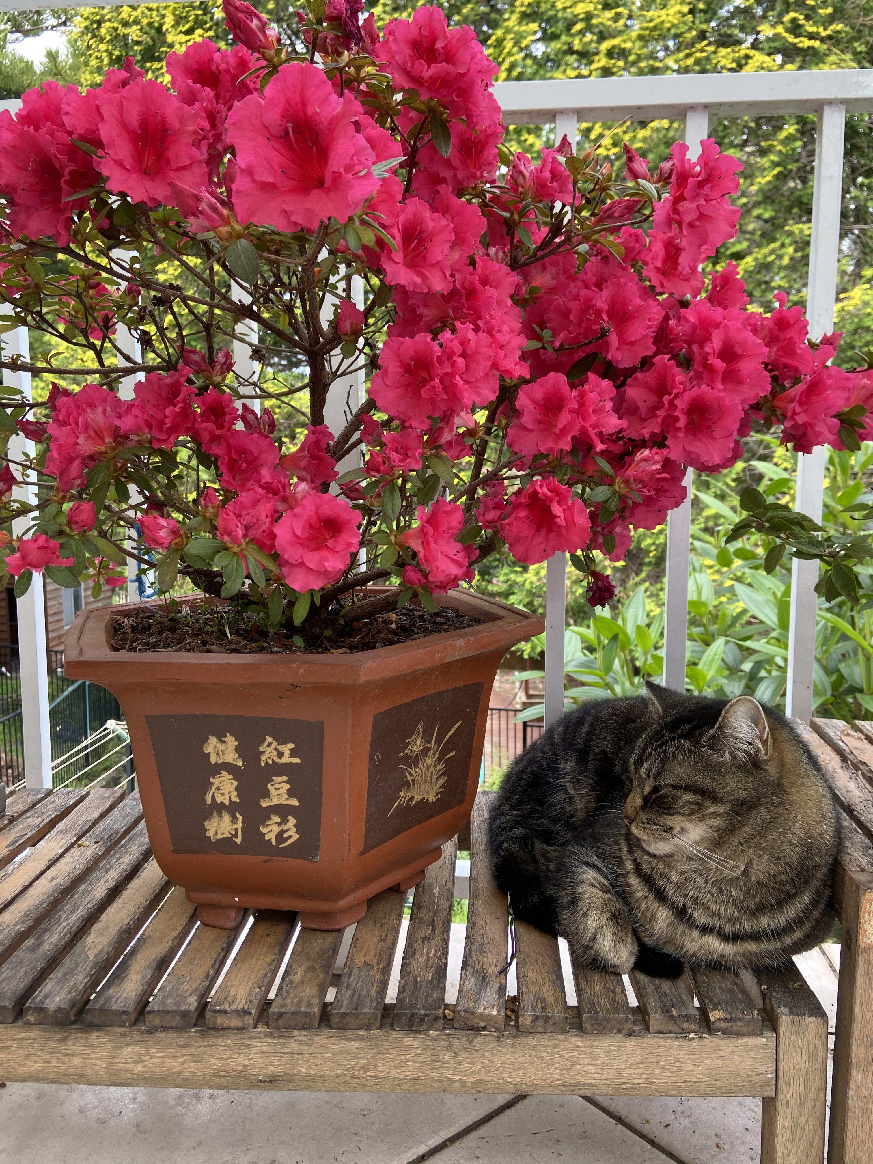 Serenity pt 2. Azalea Spring has arrived! Sydney, Australia. Bonsai