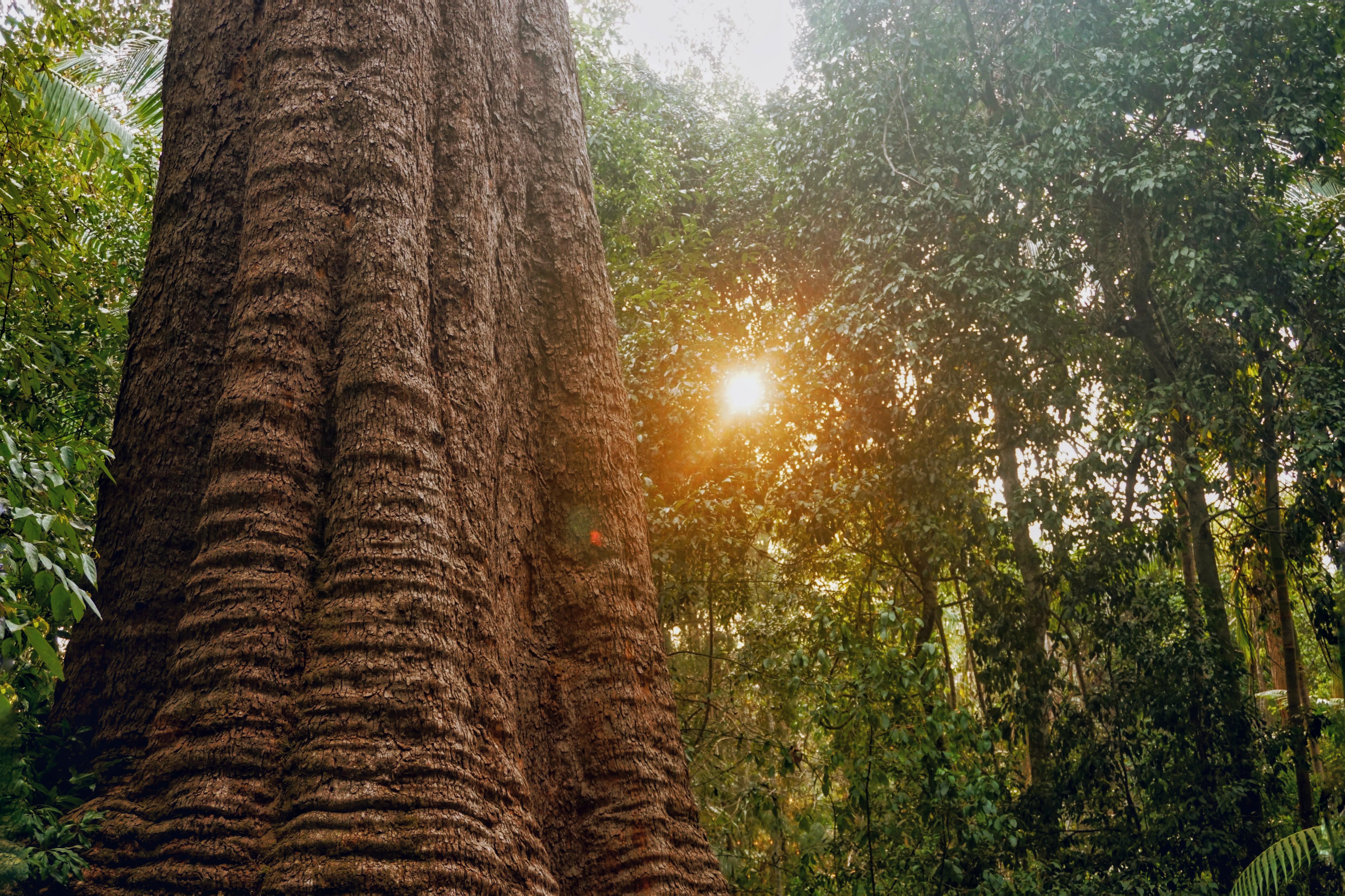 268 best Bloodwood images on Pholder Woodworking, Natureismetal and