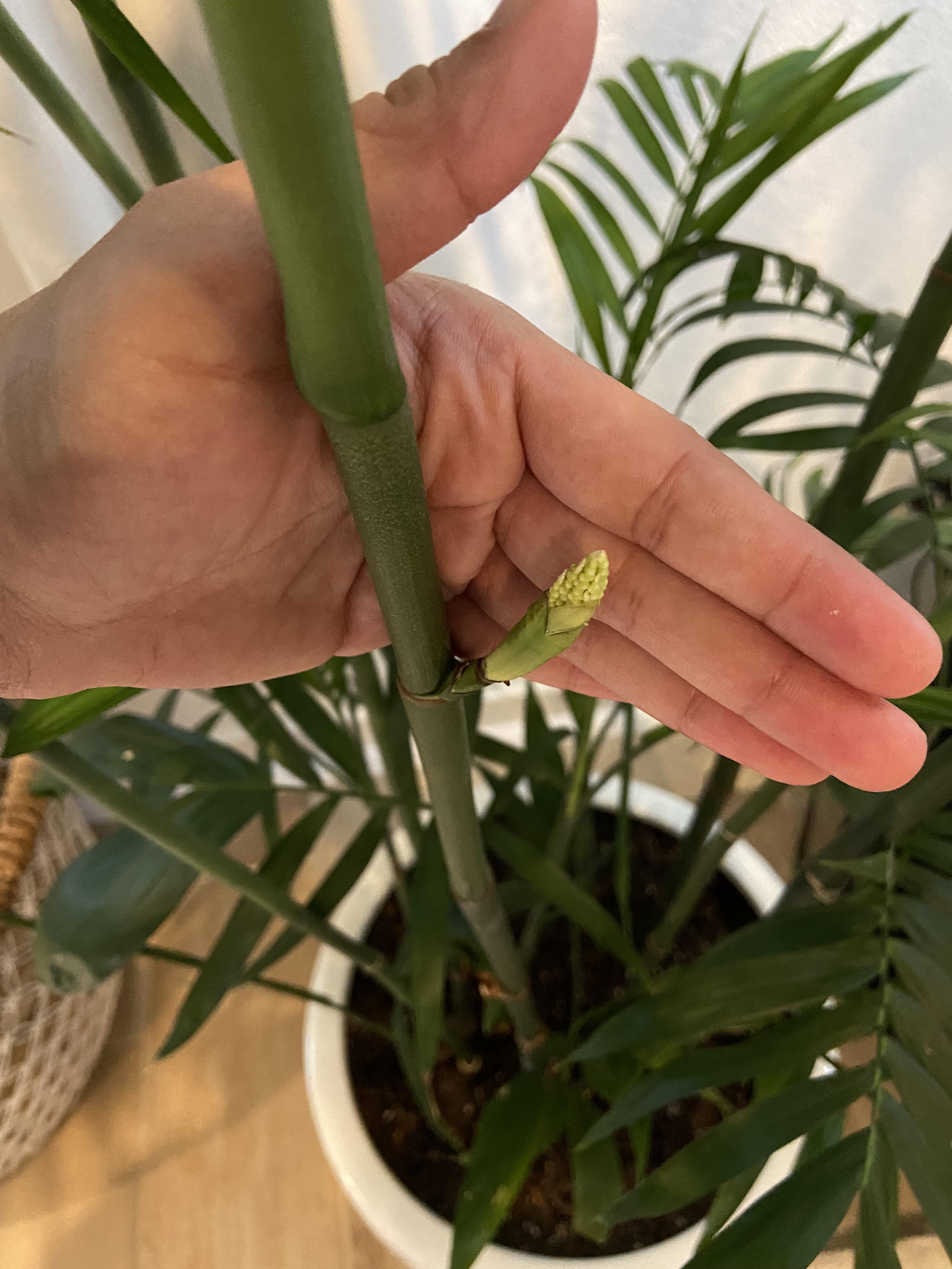 What are these growing from my bamboo palm? r/plantclinic