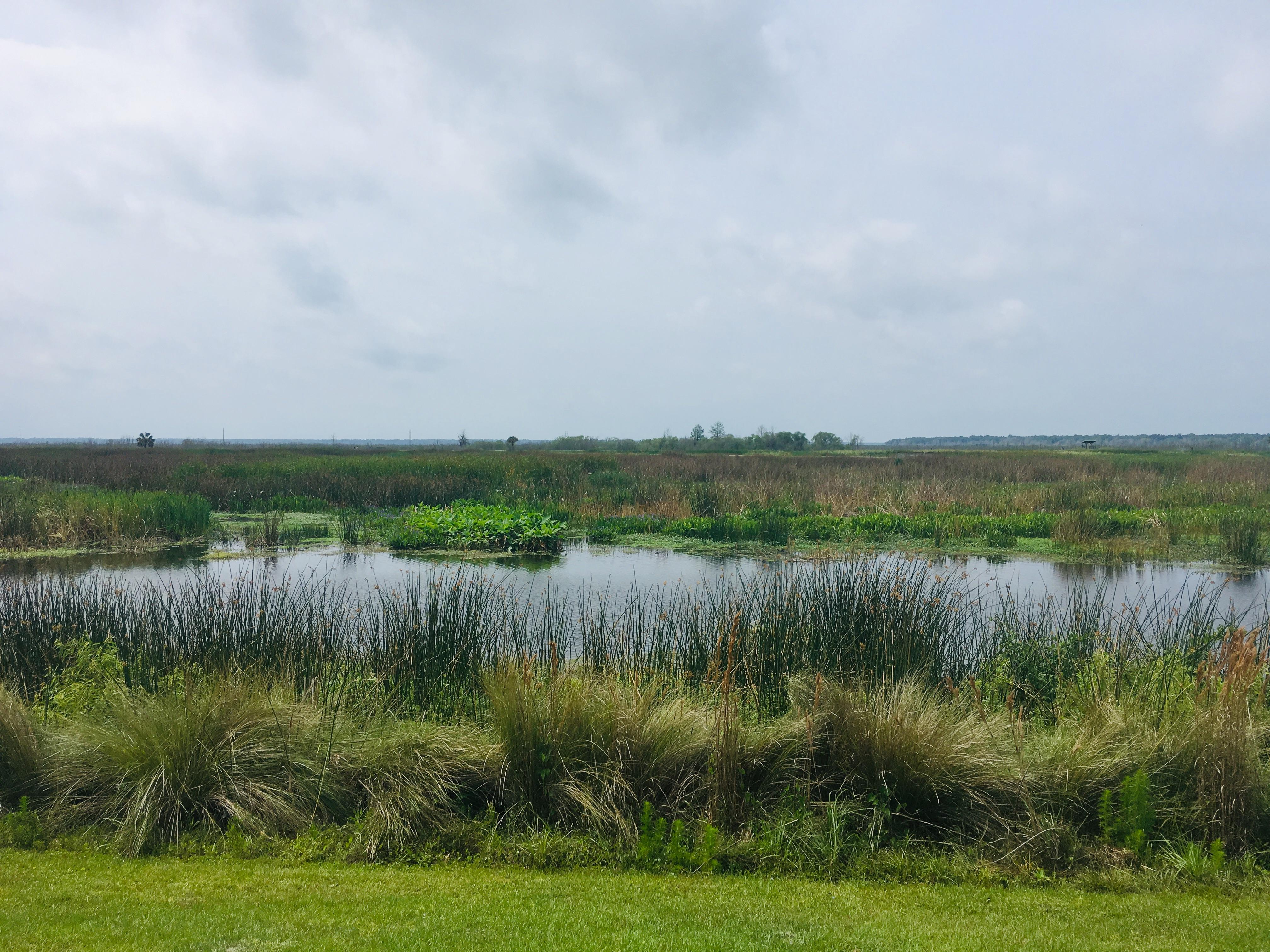 Northern Florida is stunning. Sweetwater Wetlands r/florida