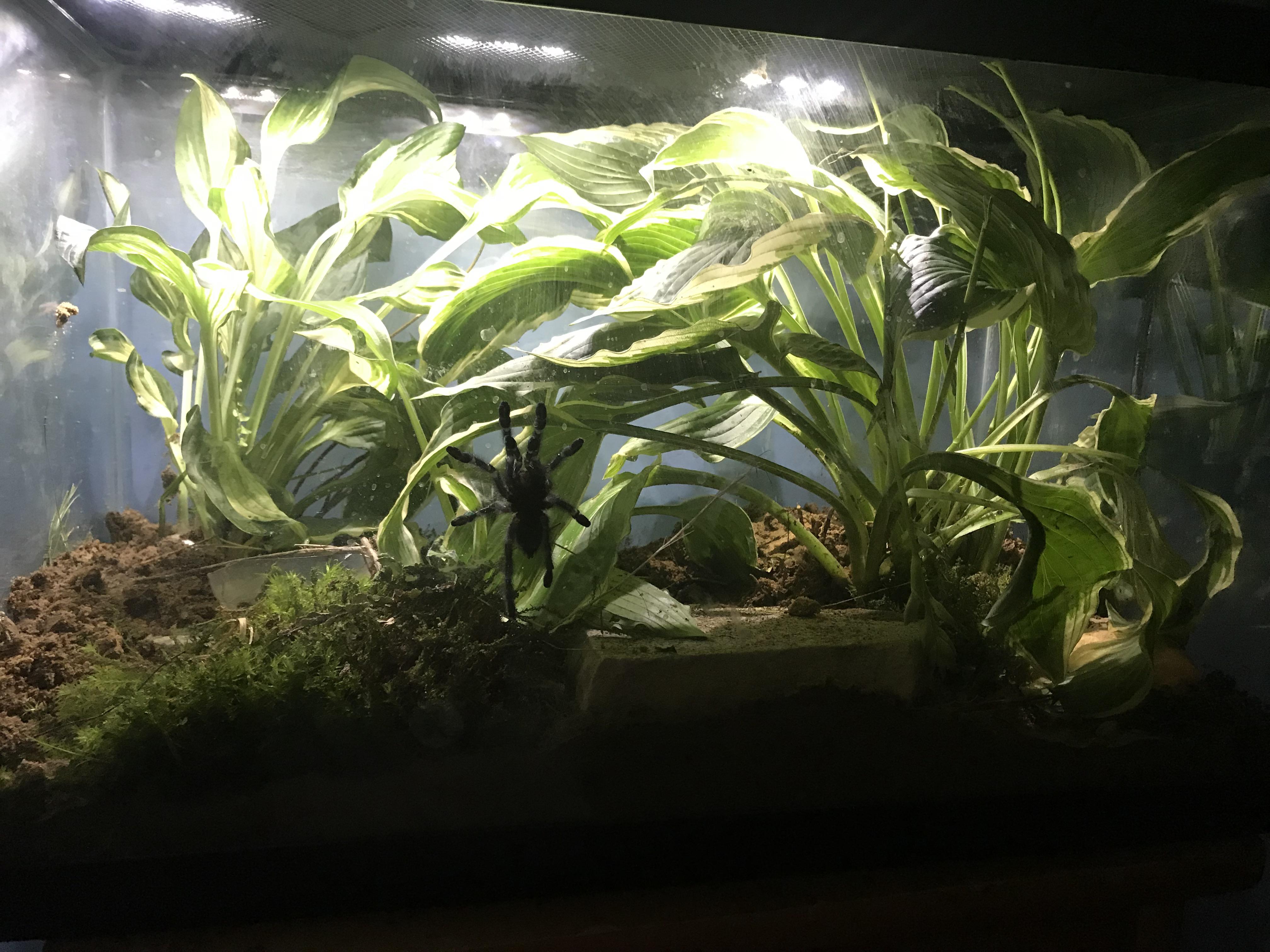 Updated enclosure for my pink toe after some suggestions from you guys. Is this better? r