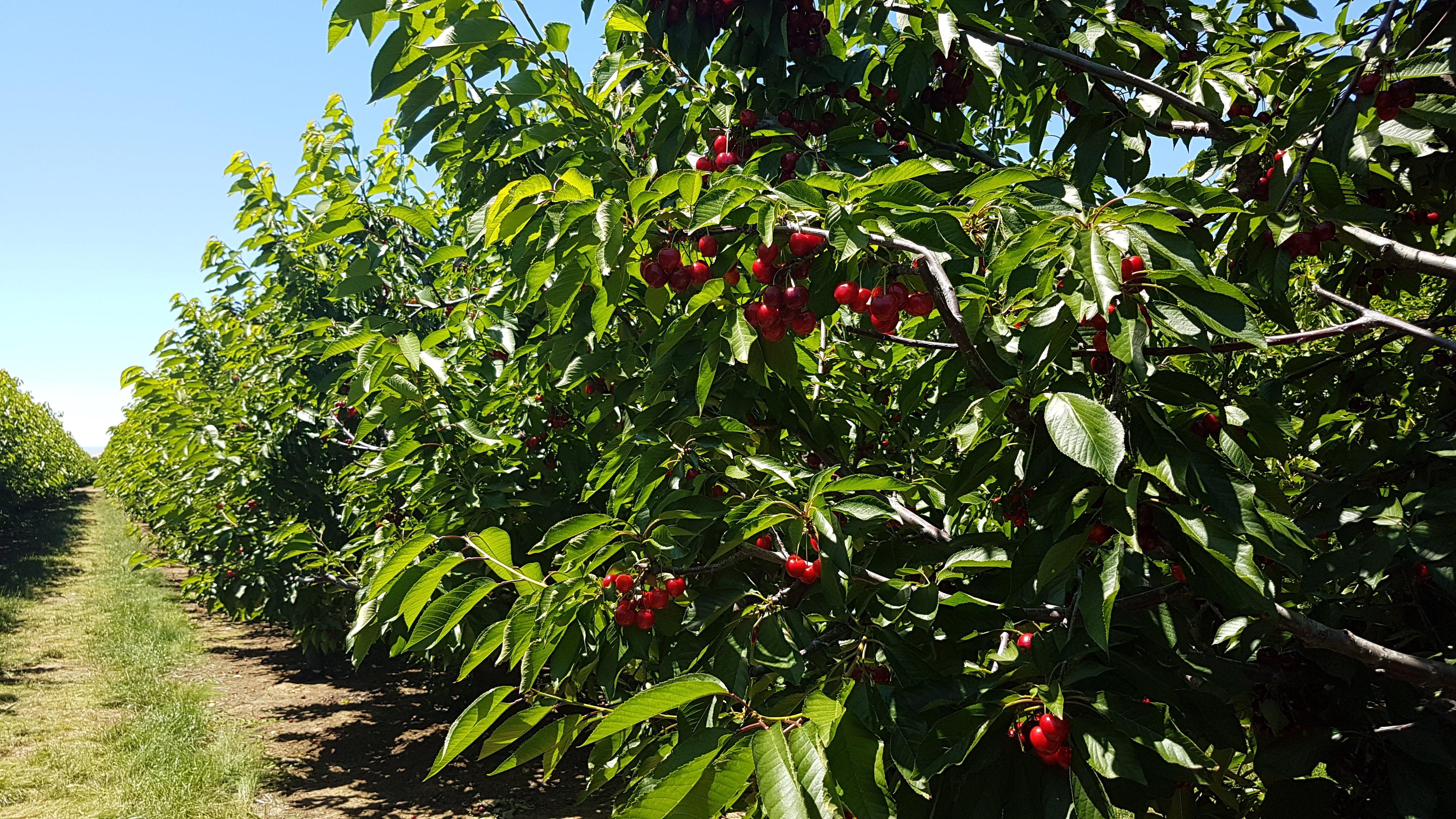 Cherry Picking in Bay Area Orchards It's almost ending, Hurry up
