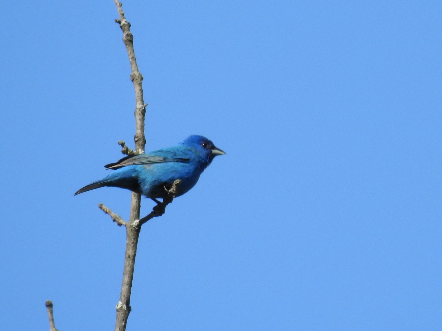 An indigo bunting I believe. Seen in Prince William county Virginia on