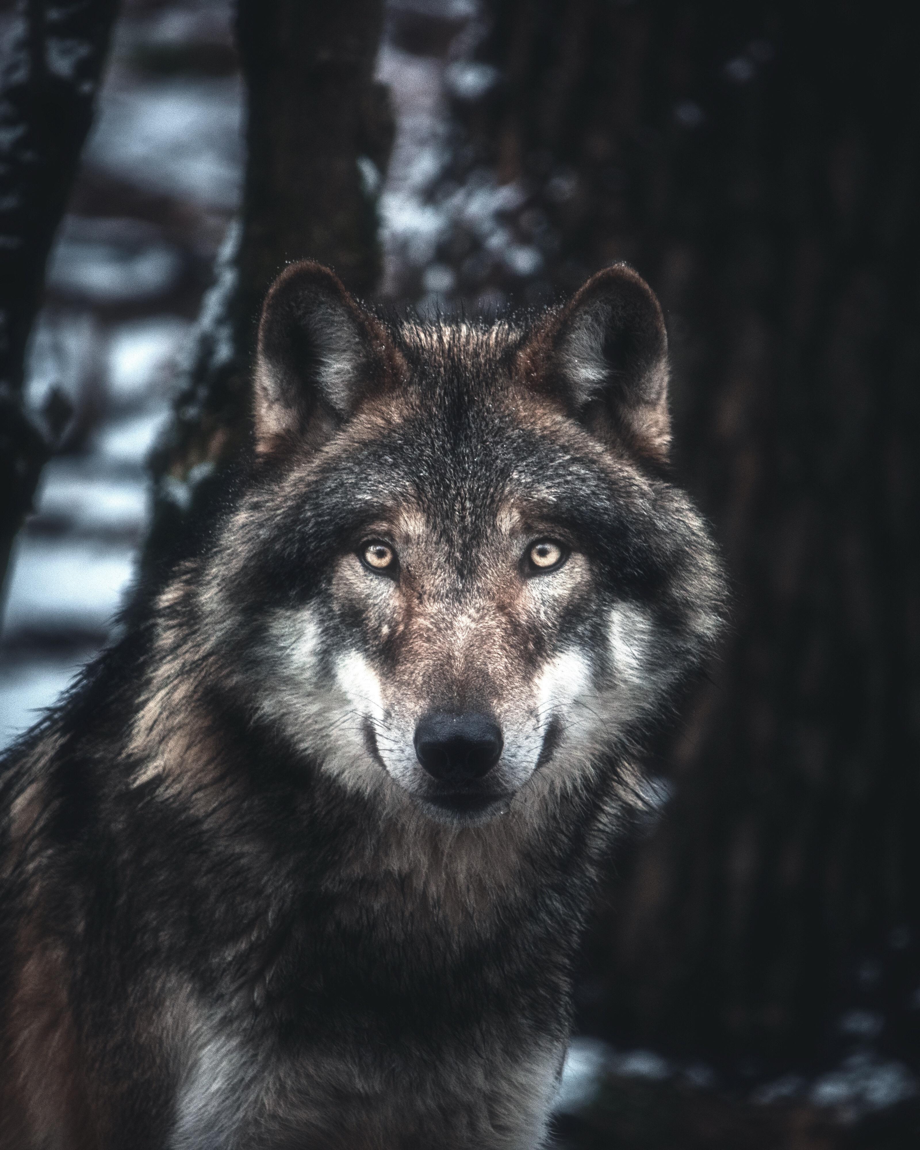 🔥 Grey Wolf 🔥 r/NatureIsFuckingLit